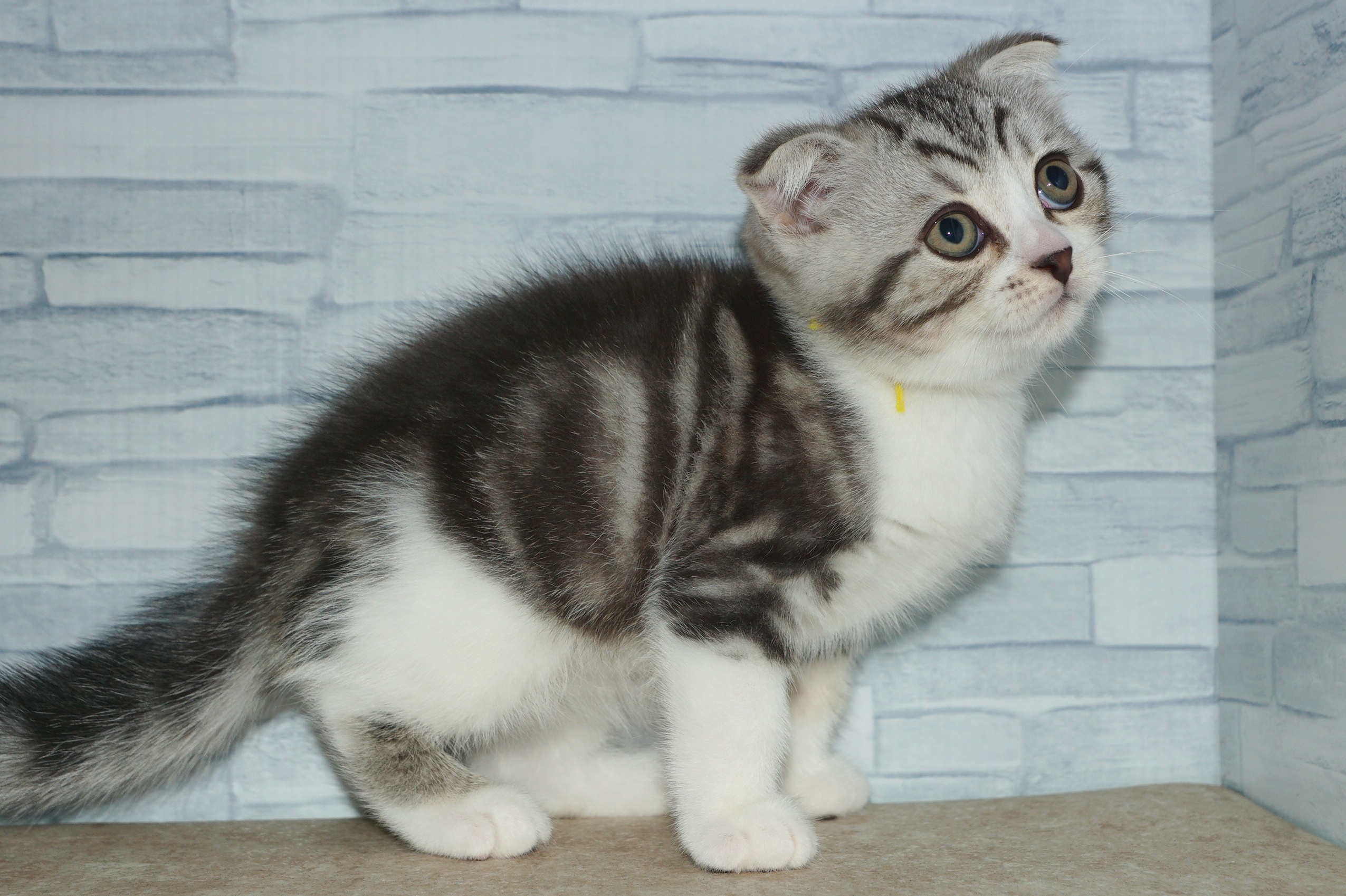 神奈川県のスコティッシュフォールド (きくちペット湘南平塚店/2025年9月26日生まれ/男の子/シルバータビーホワイト)の子猫の4枚目の画像
