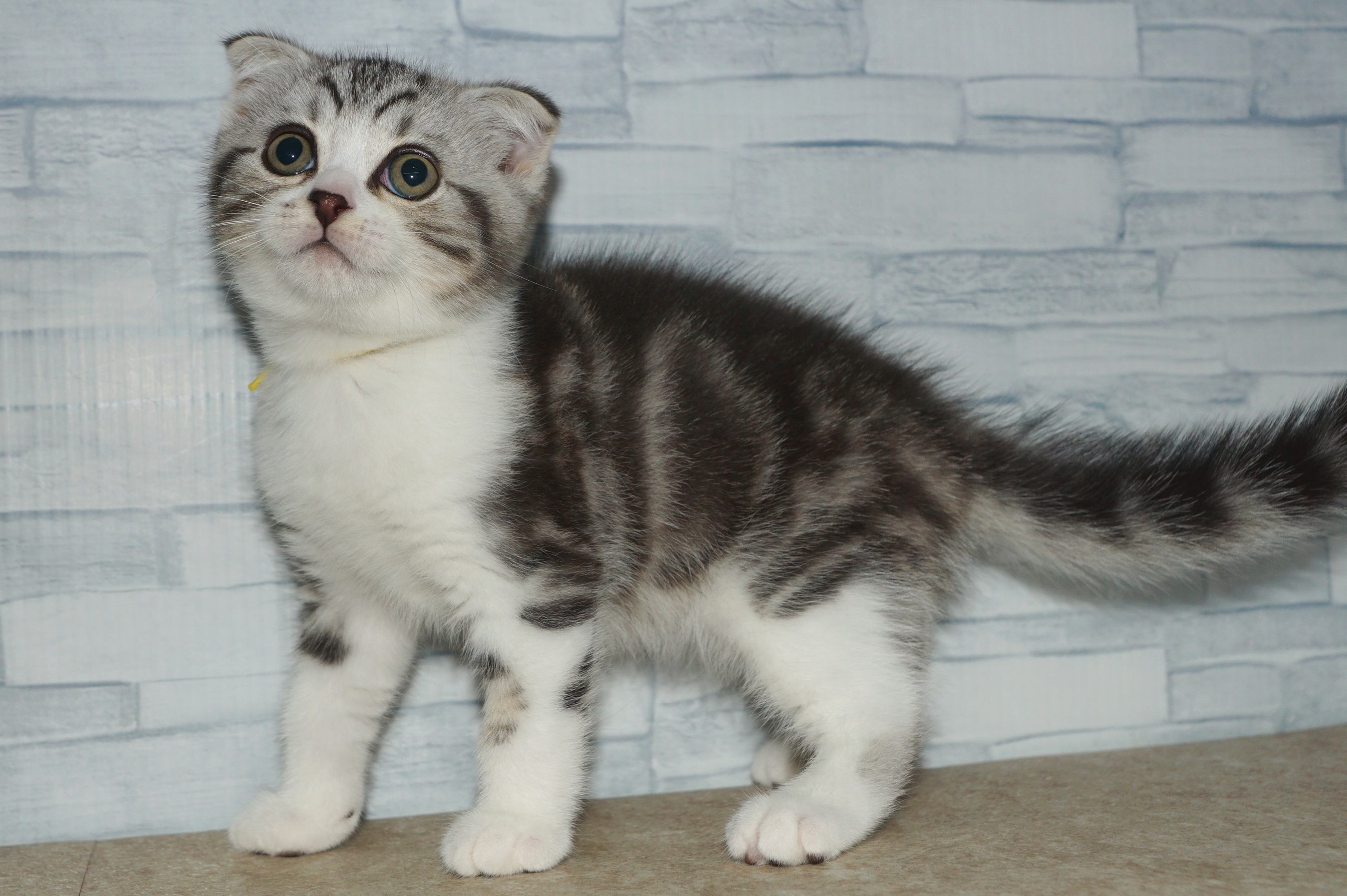 神奈川県のスコティッシュフォールド (きくちペット湘南平塚店/2025年9月26日生まれ/男の子/シルバータビーホワイト)の子猫の3枚目の画像