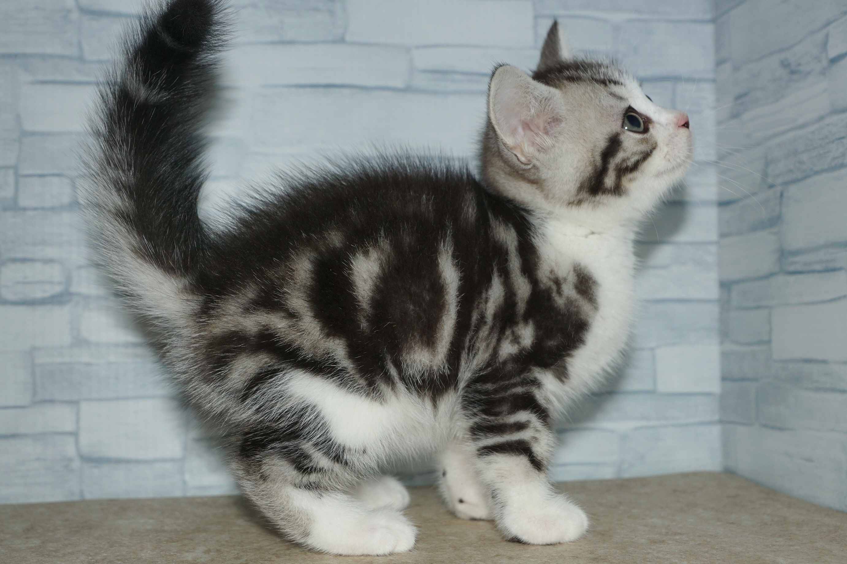 神奈川県のスコティッシュフォールド (きくちペット湘南平塚店/2025年9月26日生まれ/男の子/シルバータビーホワイト)の子猫の4枚目の画像