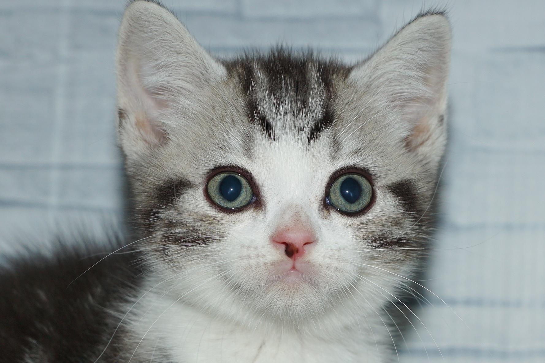 神奈川県のスコティッシュフォールド (きくちペット湘南平塚店/2025年9月26日生まれ/男の子/シルバータビーホワイト)の子猫の1枚目の画像