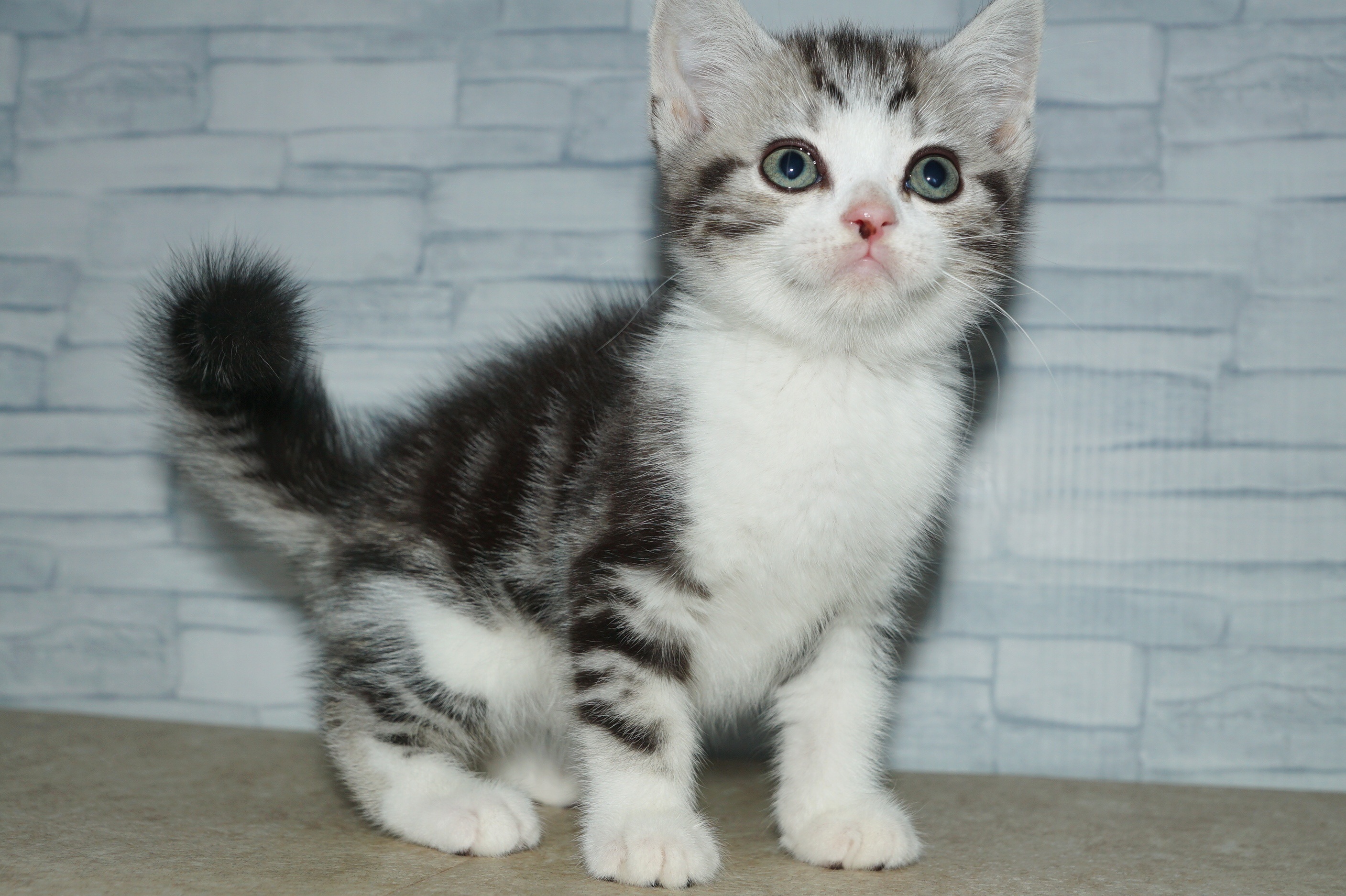 神奈川県のスコティッシュフォールド (きくちペット湘南平塚店/2025年9月26日生まれ/男の子/シルバータビーホワイト)の子猫の3枚目の画像