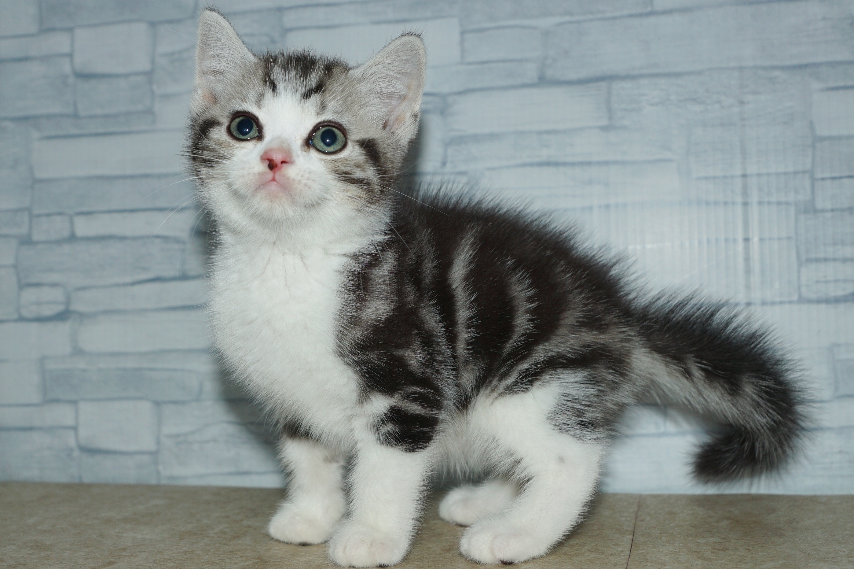 神奈川県のスコティッシュフォールド (きくちペット湘南平塚店/2025年9月26日生まれ/男の子/シルバータビーホワイト)の子猫の2枚目の画像