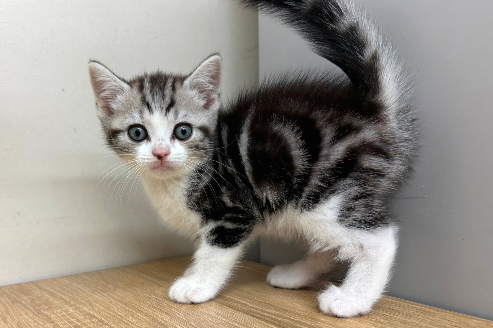 神奈川県のスコティッシュフォールド (きくちペット南足柄本店/2025年9月26日生まれ/男の子/シルバータビーホワイト)の子猫の1枚目の画像