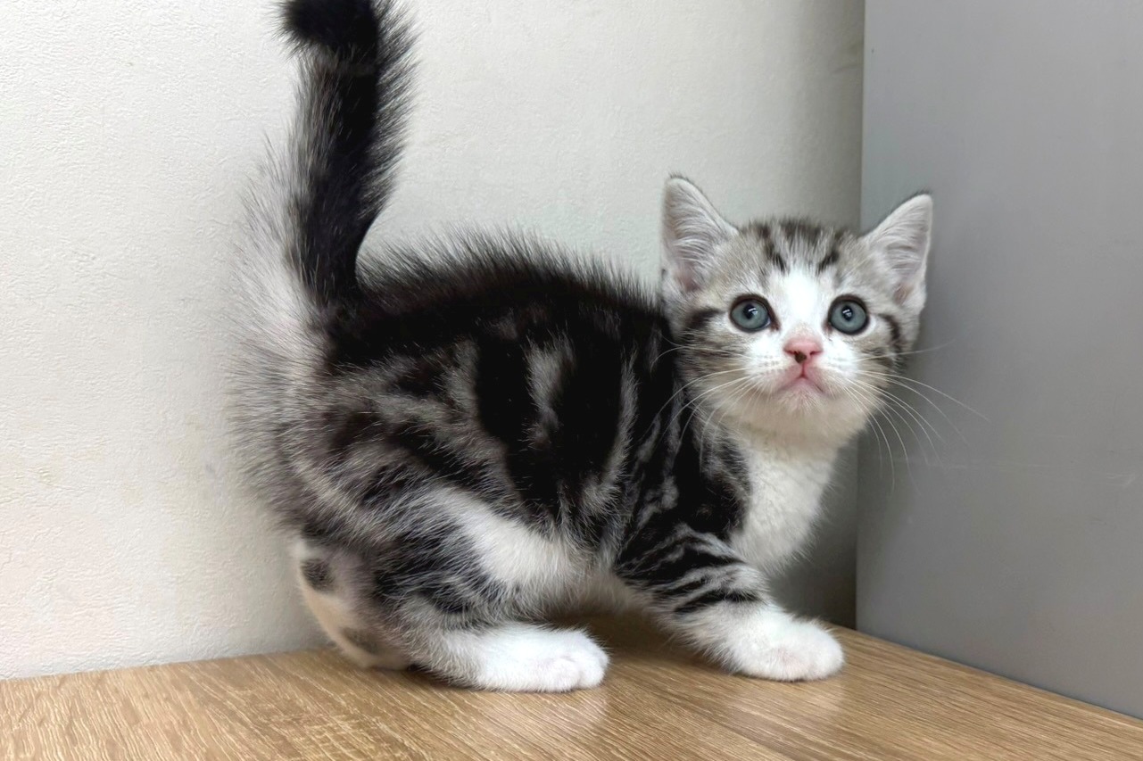 神奈川県のスコティッシュフォールド (きくちペット南足柄本店/2025年9月26日生まれ/男の子/シルバータビーホワイト)の子猫の2枚目の画像