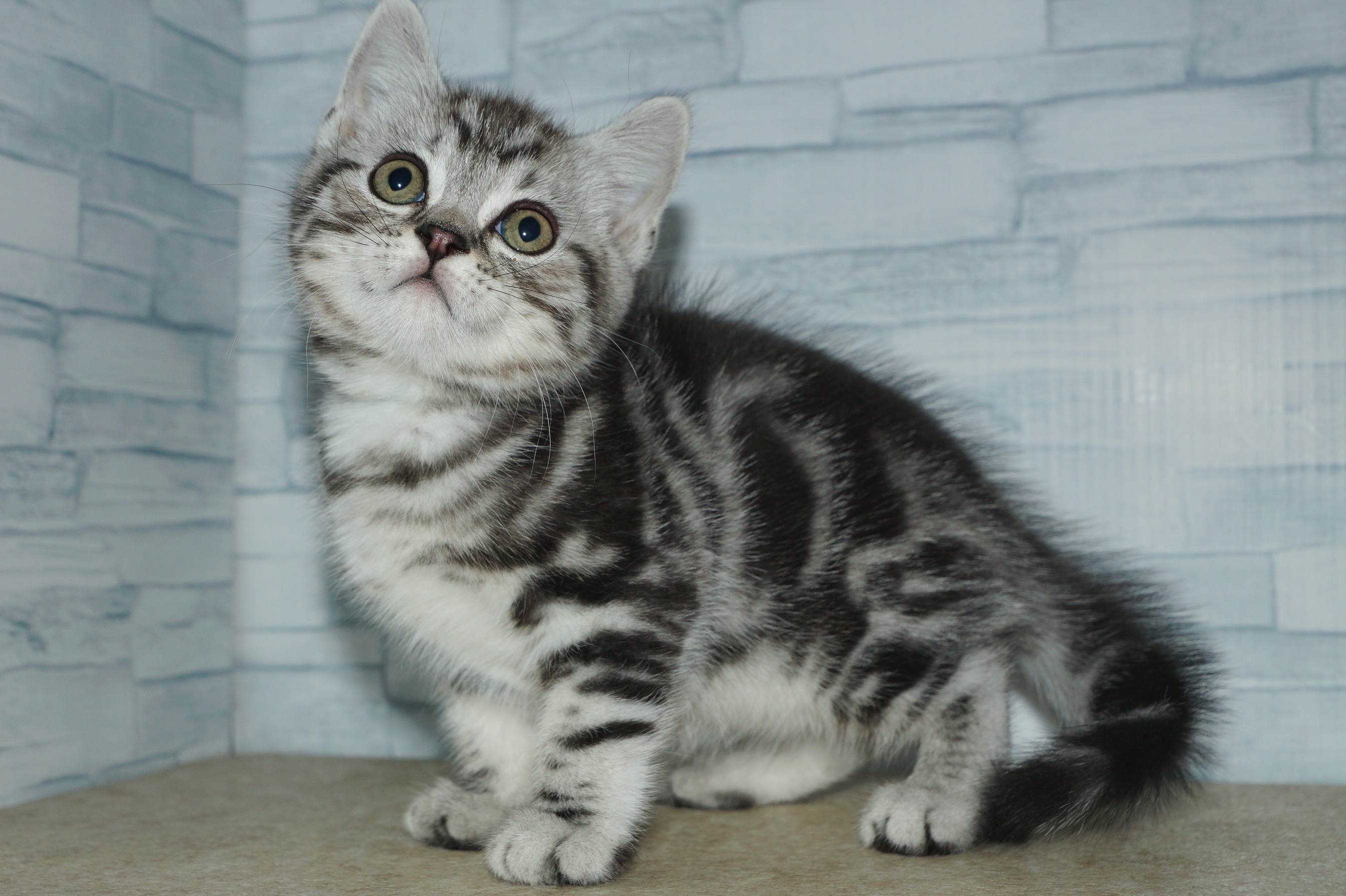 神奈川県のスコティッシュフォールド (きくちペット湘南平塚店/2025年9月26日生まれ/男の子/シルバータビー)の子猫の2枚目の画像