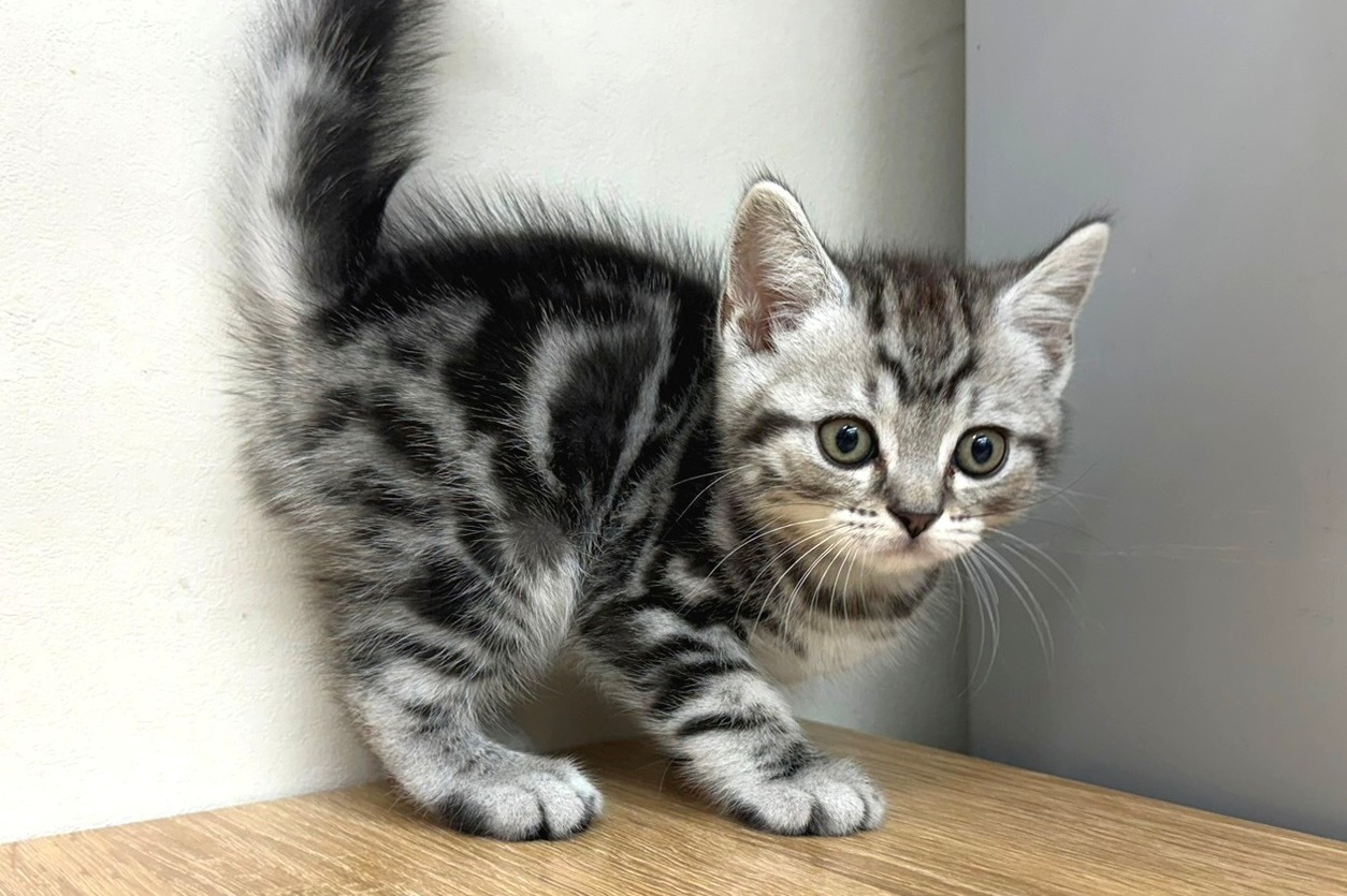 神奈川県のスコティッシュフォールド (きくちペット南足柄本店/2025年9月26日生まれ/男の子/シルバータビー)の子猫の1枚目の画像