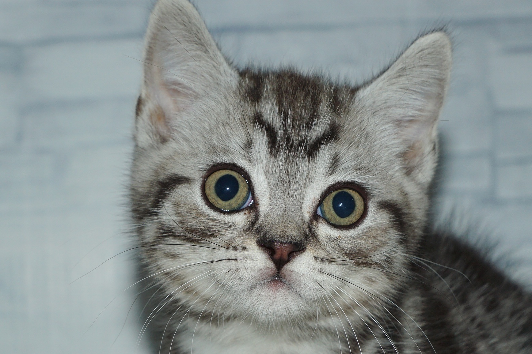 神奈川県のスコティッシュフォールド (きくちペット湘南平塚店/2025年9月26日生まれ/男の子/シルバータビー)の子猫の1枚目の画像