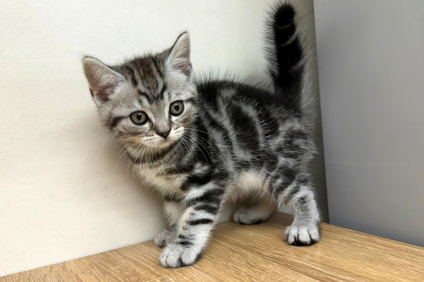 神奈川県のスコティッシュフォールド (きくちペット南足柄本店/2025年9月26日生まれ/男の子/シルバータビー)の子猫の2枚目の画像