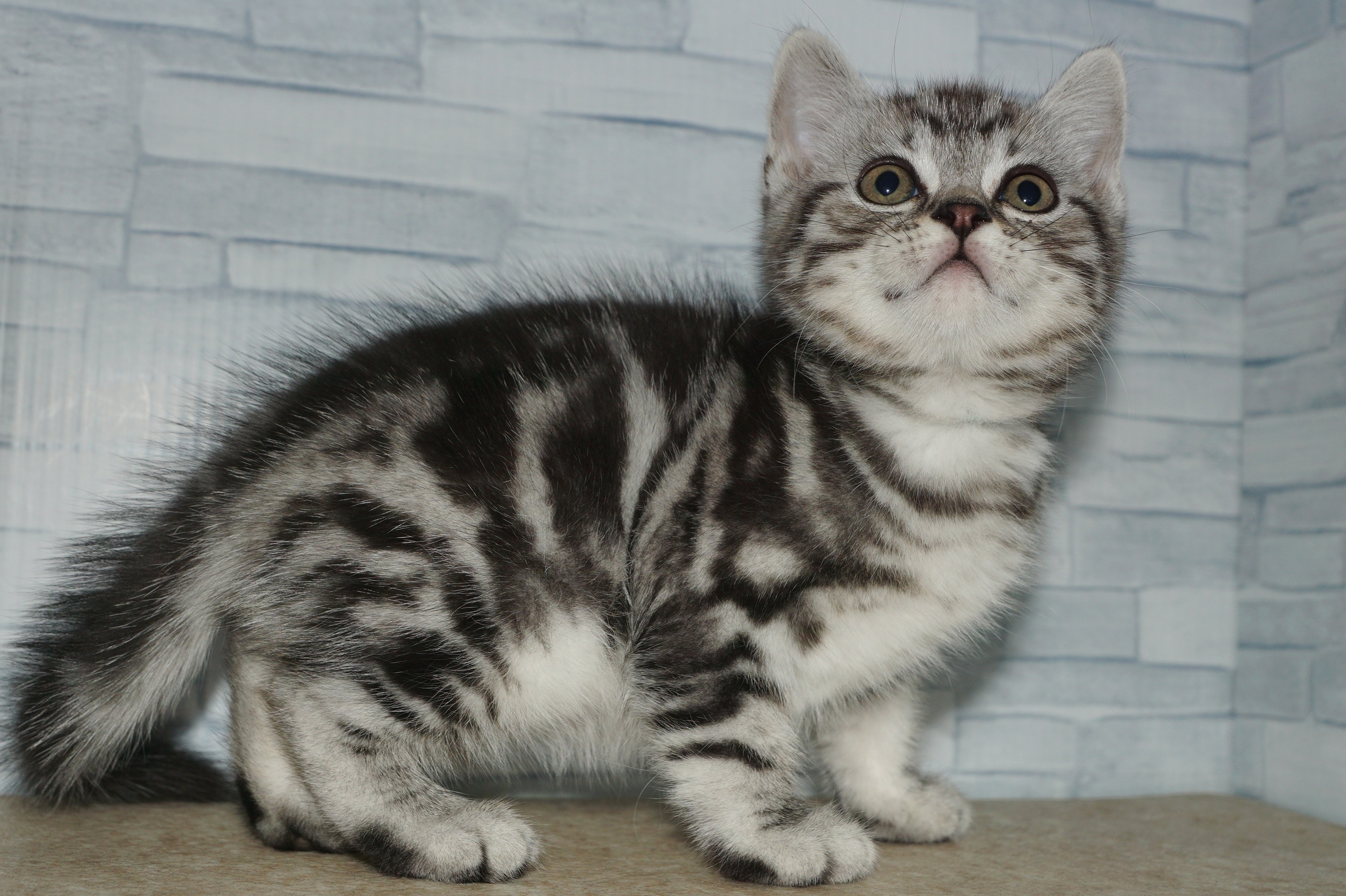 神奈川県のスコティッシュフォールド (きくちペット湘南平塚店/2025年9月26日生まれ/男の子/シルバータビー)の子猫の4枚目の画像