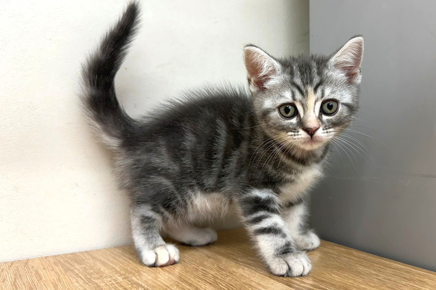 神奈川県のスコティッシュフォールド (きくちペット南足柄本店/2025年9月26日生まれ/女の子/ブルータビー)の子猫の1枚目の画像