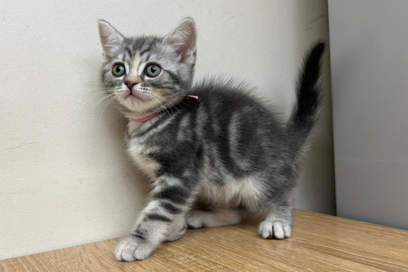 神奈川県のスコティッシュフォールド (きくちペット南足柄本店/2025年9月26日生まれ/女の子/ブルータビー)の子猫の2枚目の画像