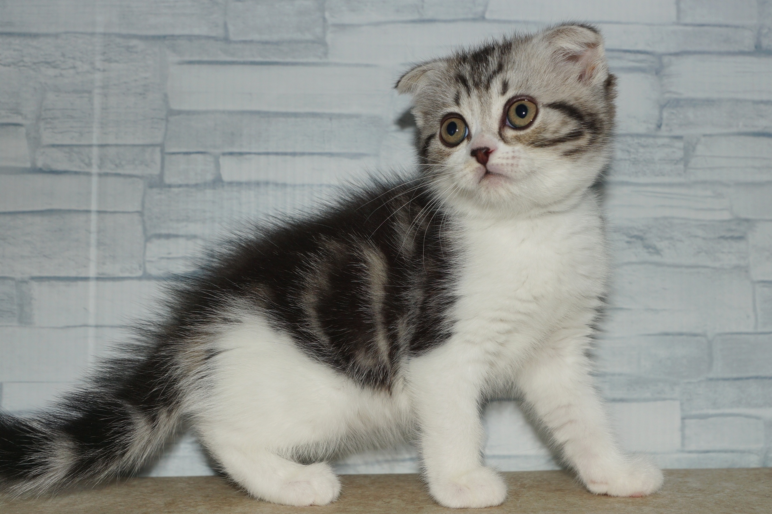 神奈川県のスコティッシュフォールド (きくちペット湘南平塚店/2025年9月26日生まれ/女の子/シルバーパッチドタビーホワイト)の子猫の4枚目の画像