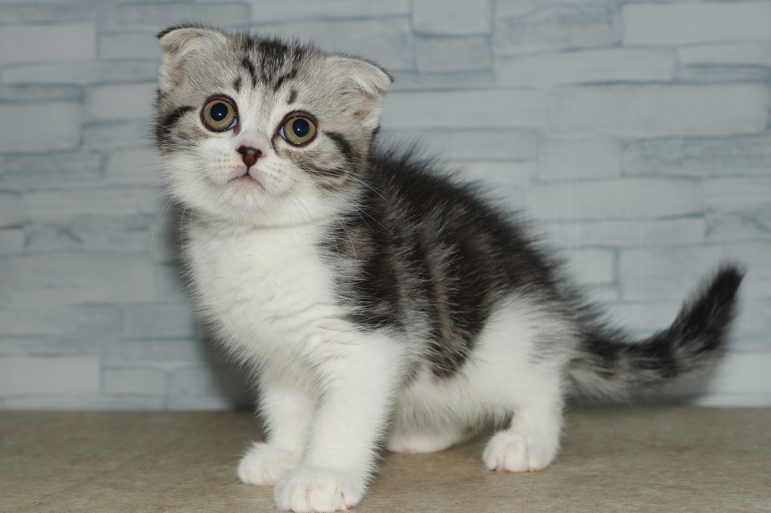 神奈川県のスコティッシュフォールド (きくちペット湘南平塚店/2025年9月26日生まれ/女の子/シルバーパッチドタビーホワイト)の子猫の2枚目の画像