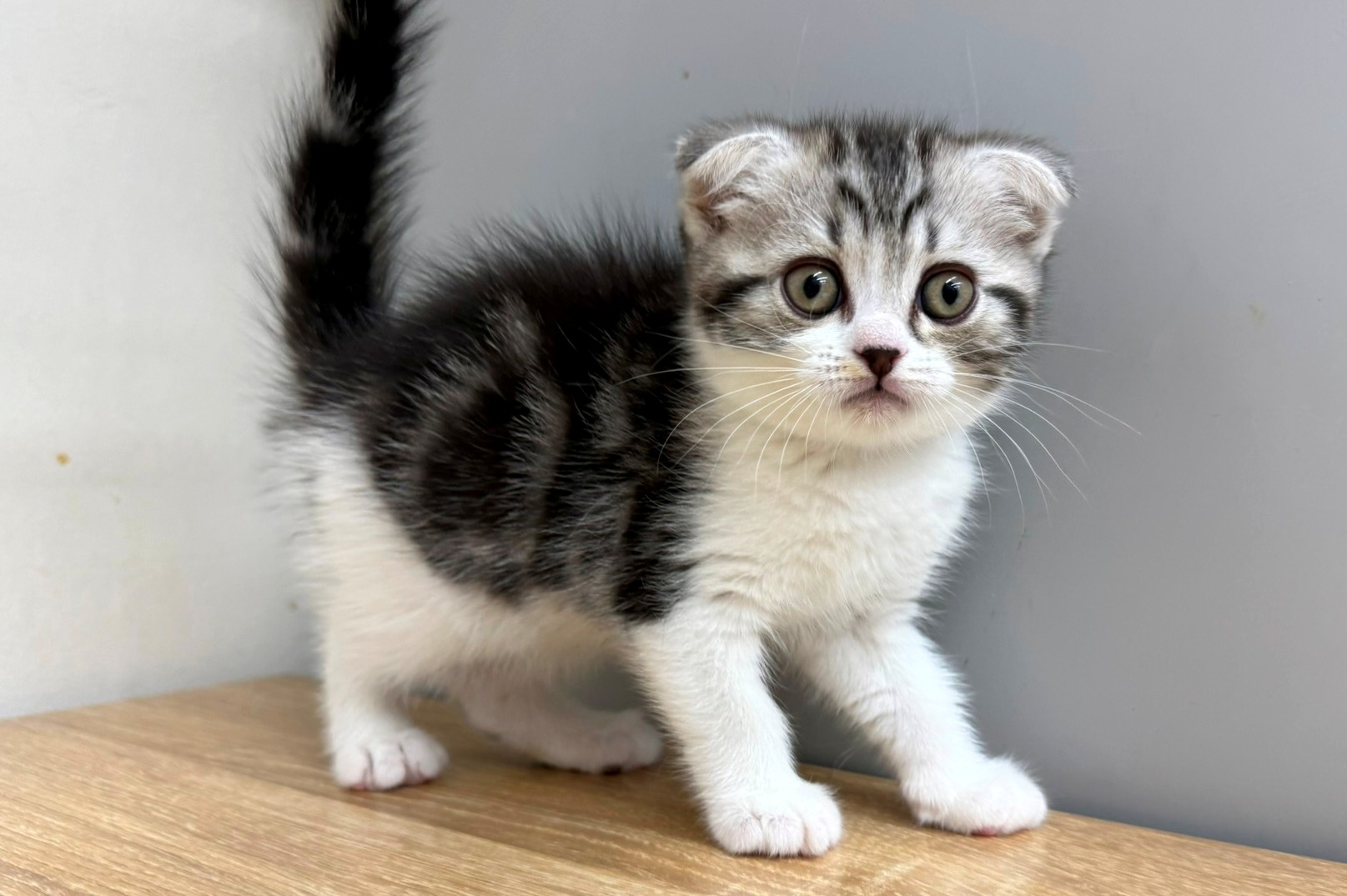 神奈川県のスコティッシュフォールド (きくちペット南足柄本店/2025年9月26日生まれ/女の子/シルバーパッチドタビーホワイト)の子猫の1枚目の画像