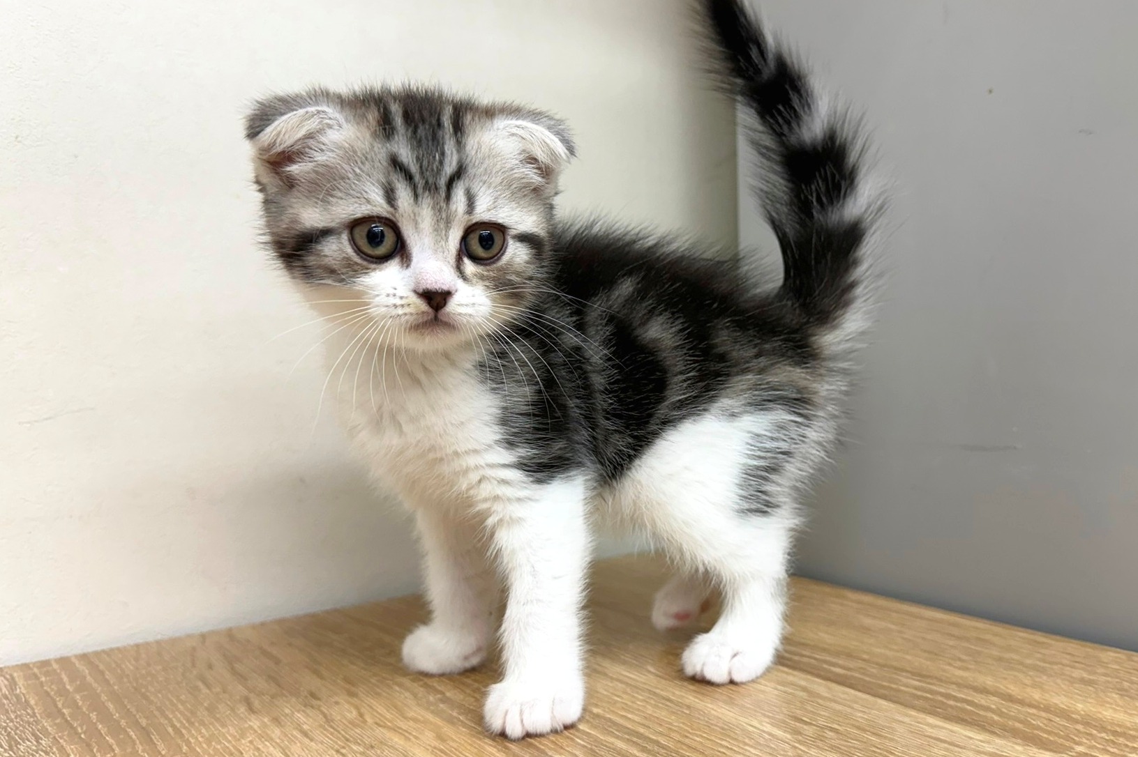 神奈川県のスコティッシュフォールド (きくちペット南足柄本店/2025年9月26日生まれ/女の子/シルバーパッチドタビーホワイト)の子猫の2枚目の画像