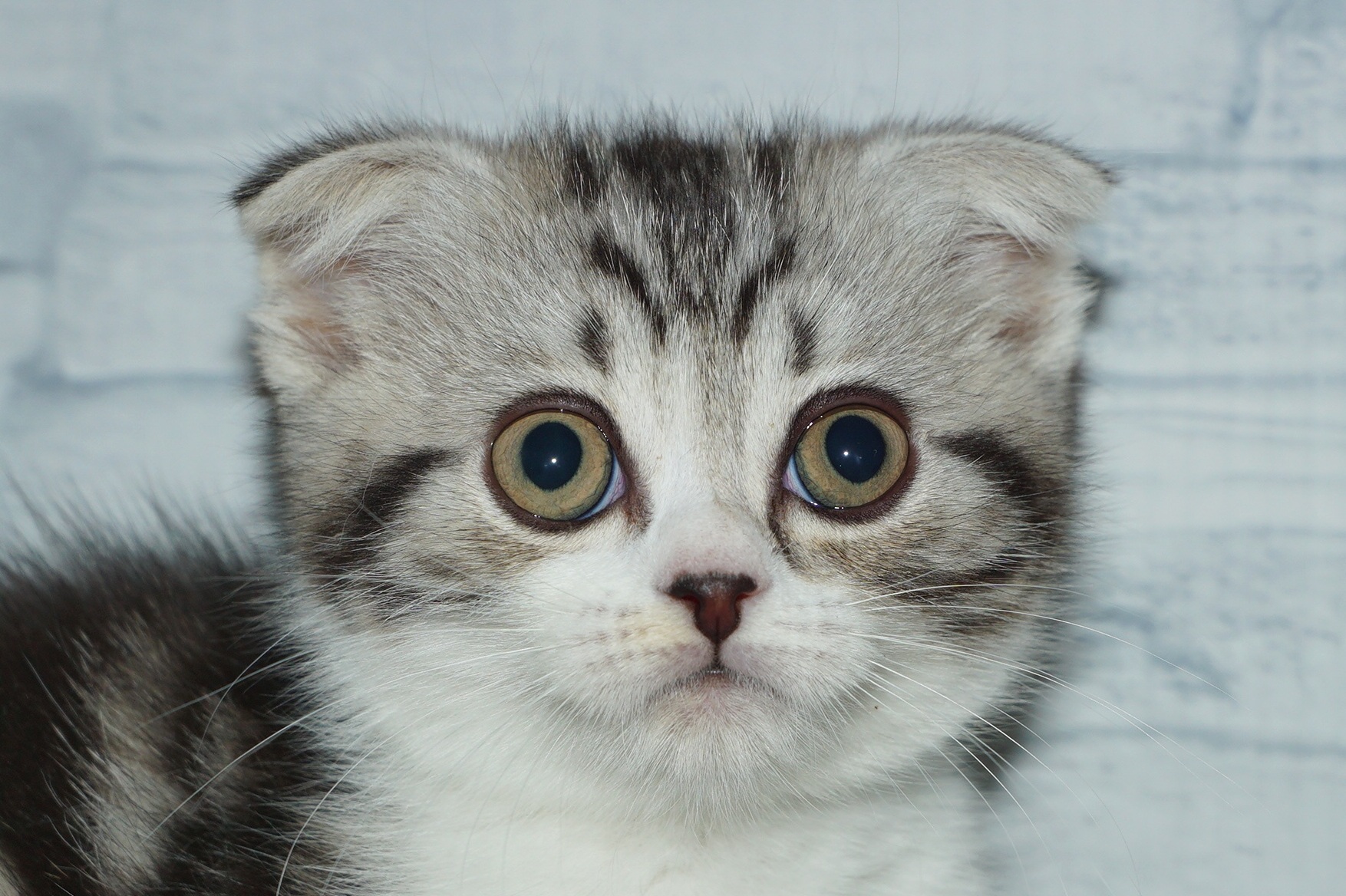 神奈川県のスコティッシュフォールド (きくちペット湘南平塚店/2025年9月26日生まれ/女の子/シルバーパッチドタビーホワイト)の子猫の1枚目の画像