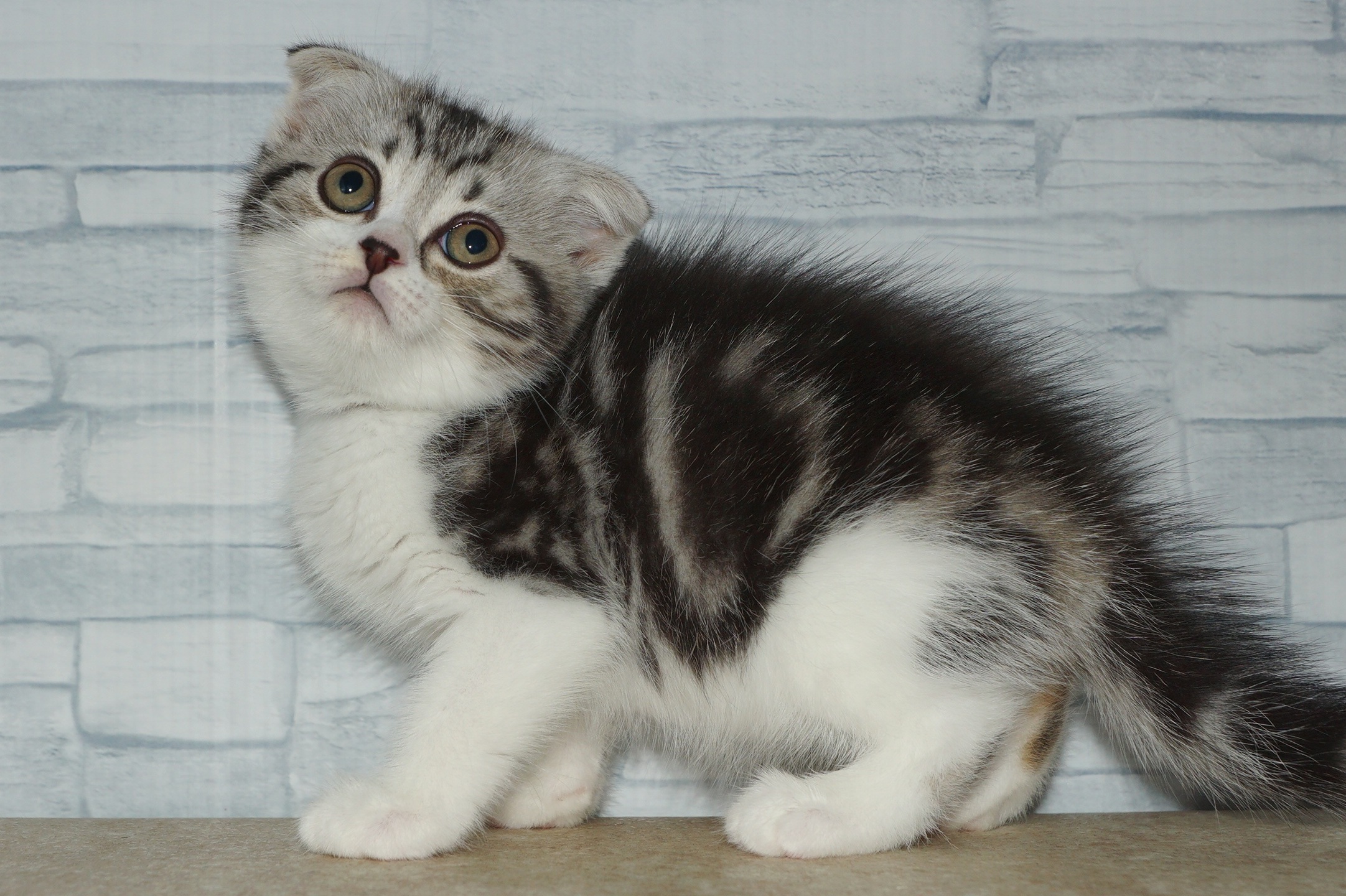 神奈川県のスコティッシュフォールド (きくちペット湘南平塚店/2025年9月26日生まれ/女の子/シルバーパッチドタビーホワイト)の子猫の3枚目の画像