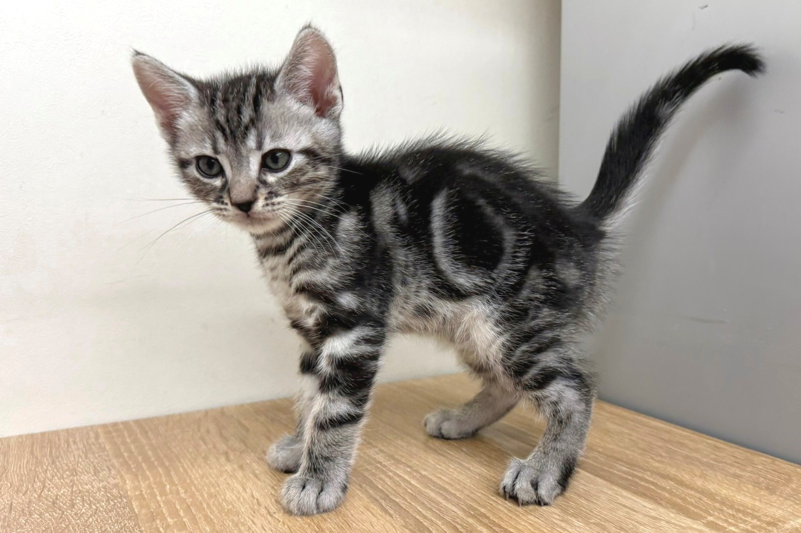 神奈川県のアメリカンショートヘアー (きくちペット南足柄本店/2025年9月28日生まれ/男の子/シルバータビー)の子猫の2枚目の画像