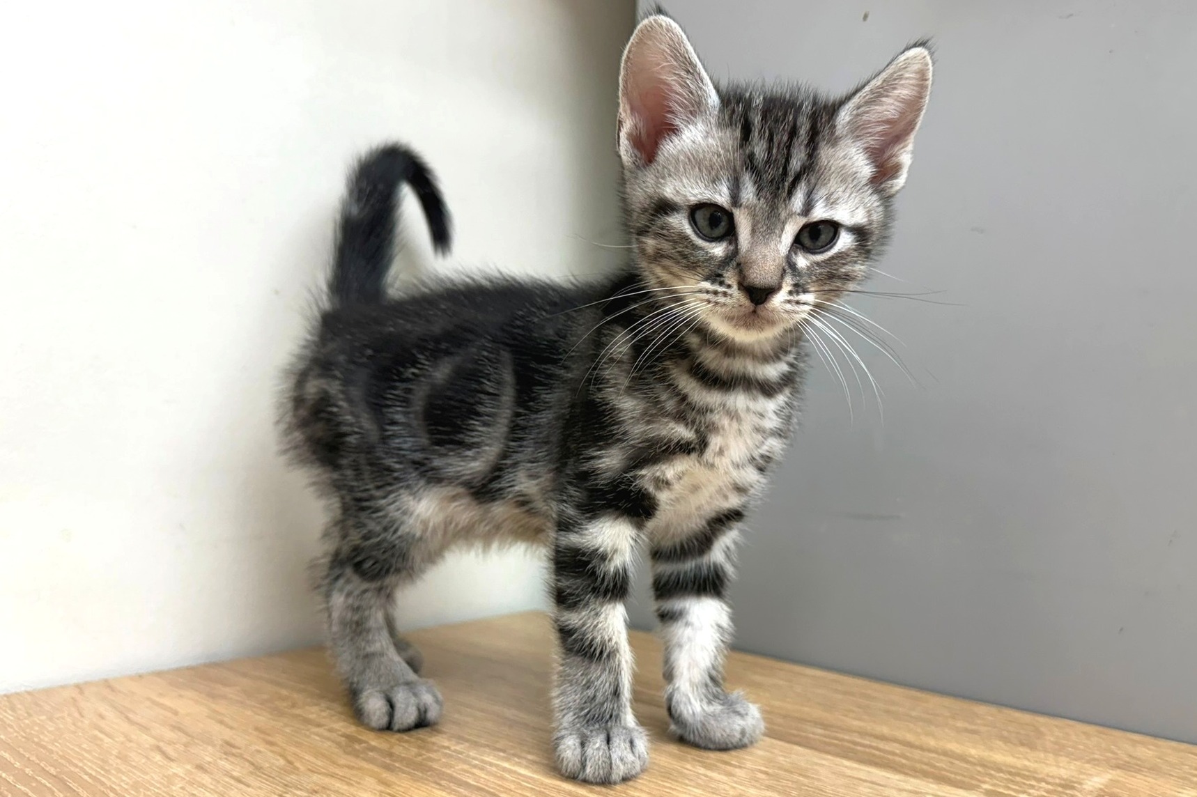 神奈川県のアメリカンショートヘアー (きくちペット南足柄本店/2025年9月28日生まれ/男の子/シルバータビー)の子猫の1枚目の画像