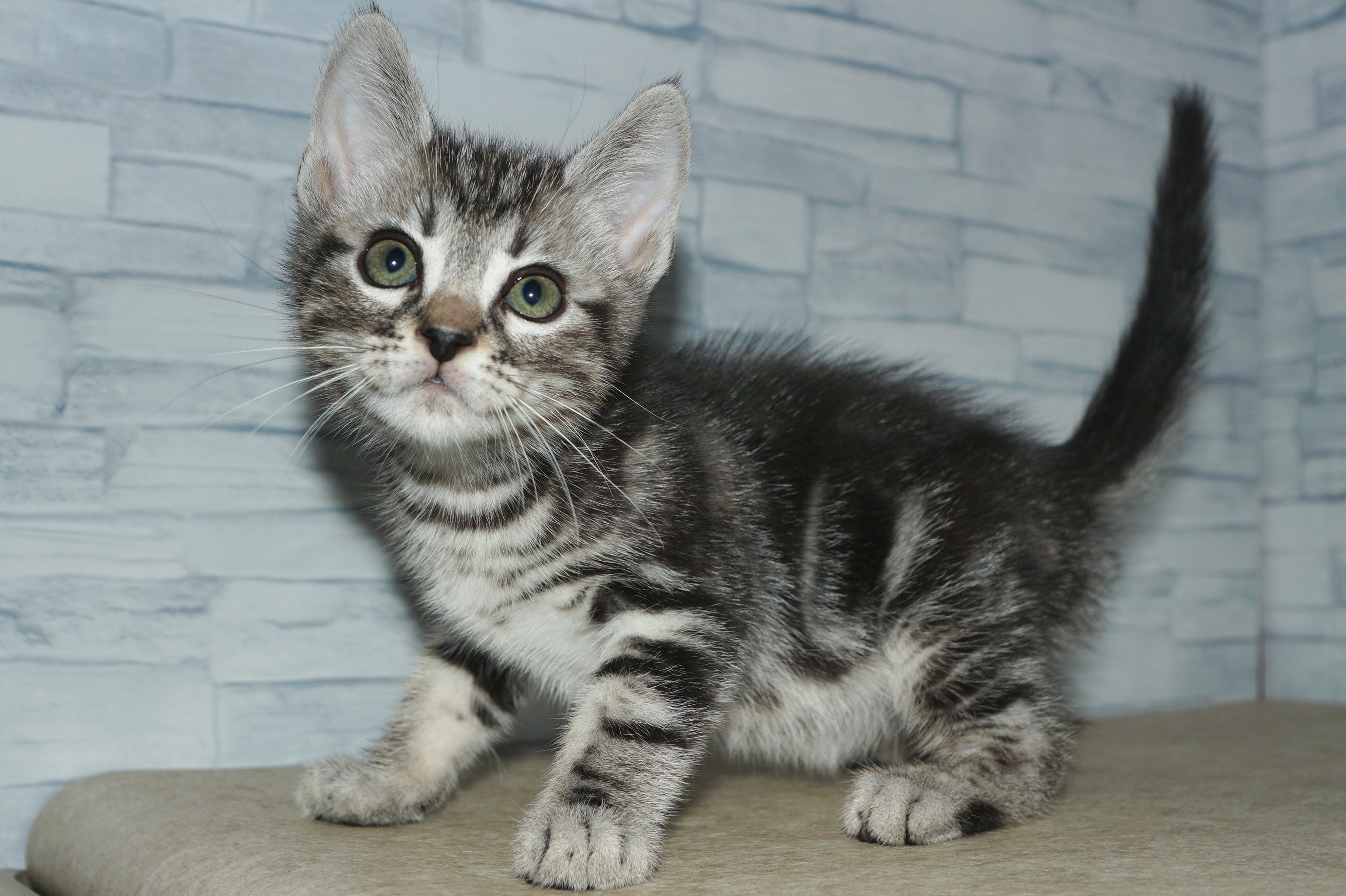 神奈川県のアメリカンショートヘアー (きくちペット湘南平塚店/2025年9月28日生まれ/男の子/シルバータビー)の子猫の3枚目の画像
