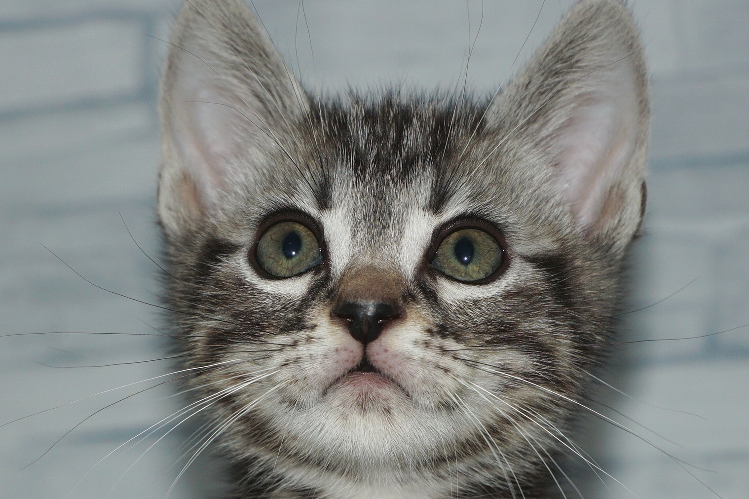 神奈川県のアメリカンショートヘアー (きくちペット湘南平塚店/2025年9月28日生まれ/男の子/シルバータビー)の子猫の1枚目の画像