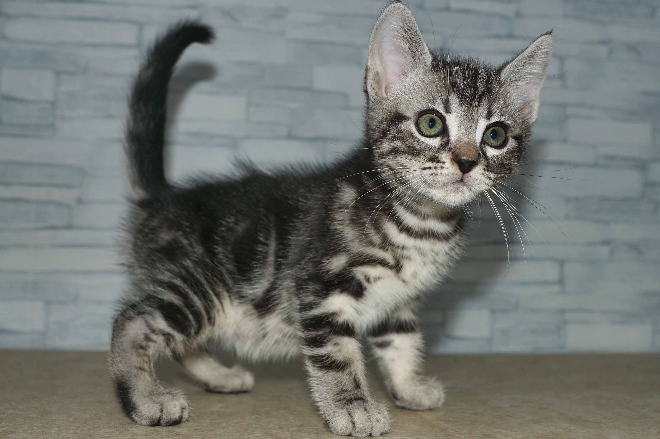 神奈川県のアメリカンショートヘアー (きくちペット湘南平塚店/2025年9月28日生まれ/男の子/シルバータビー)の子猫の4枚目の画像