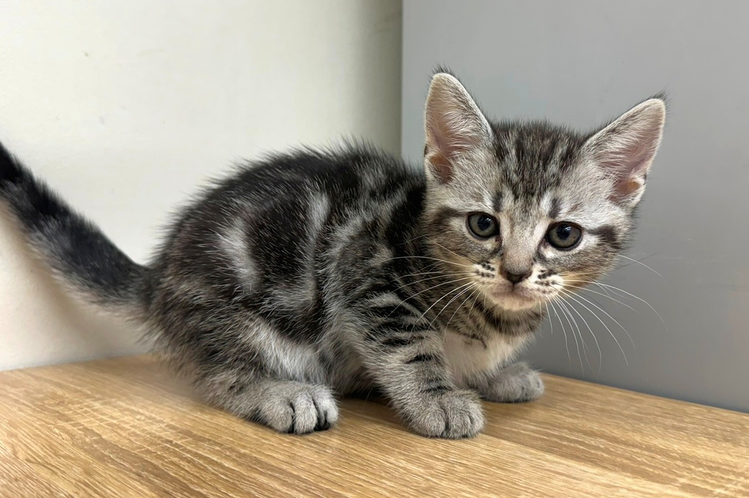 神奈川県のアメリカンショートヘアー (きくちペット南足柄本店/2025年9月28日生まれ/女の子/シルバータビー)の子猫の1枚目の画像