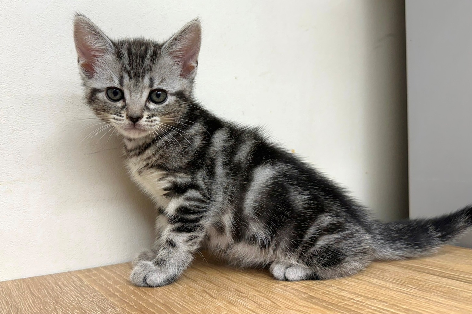 神奈川県のアメリカンショートヘアー (きくちペット南足柄本店/2025年9月28日生まれ/女の子/シルバータビー)の子猫の2枚目の画像