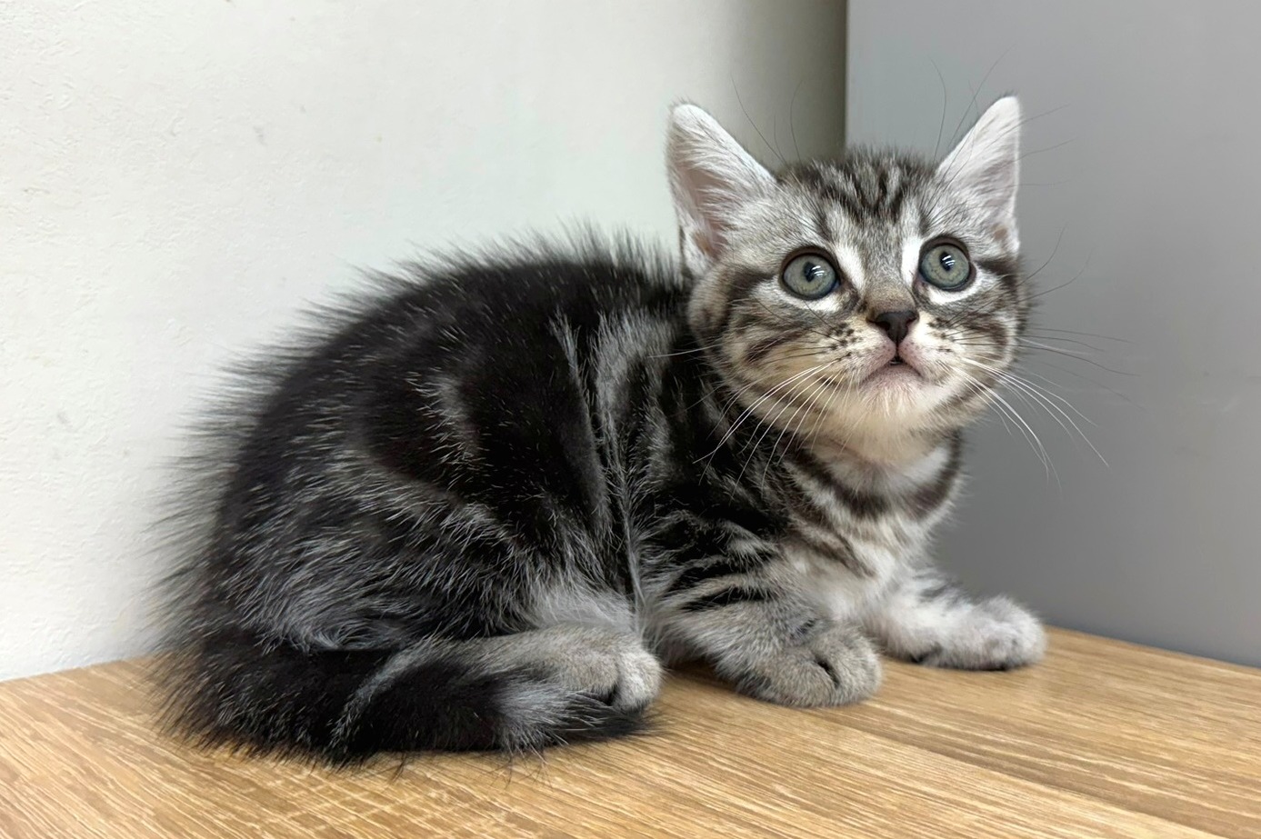 神奈川県のアメリカンショートヘアー (きくちペット南足柄本店/2025年9月28日生まれ/女の子/シルバータビー)の子猫の1枚目の画像