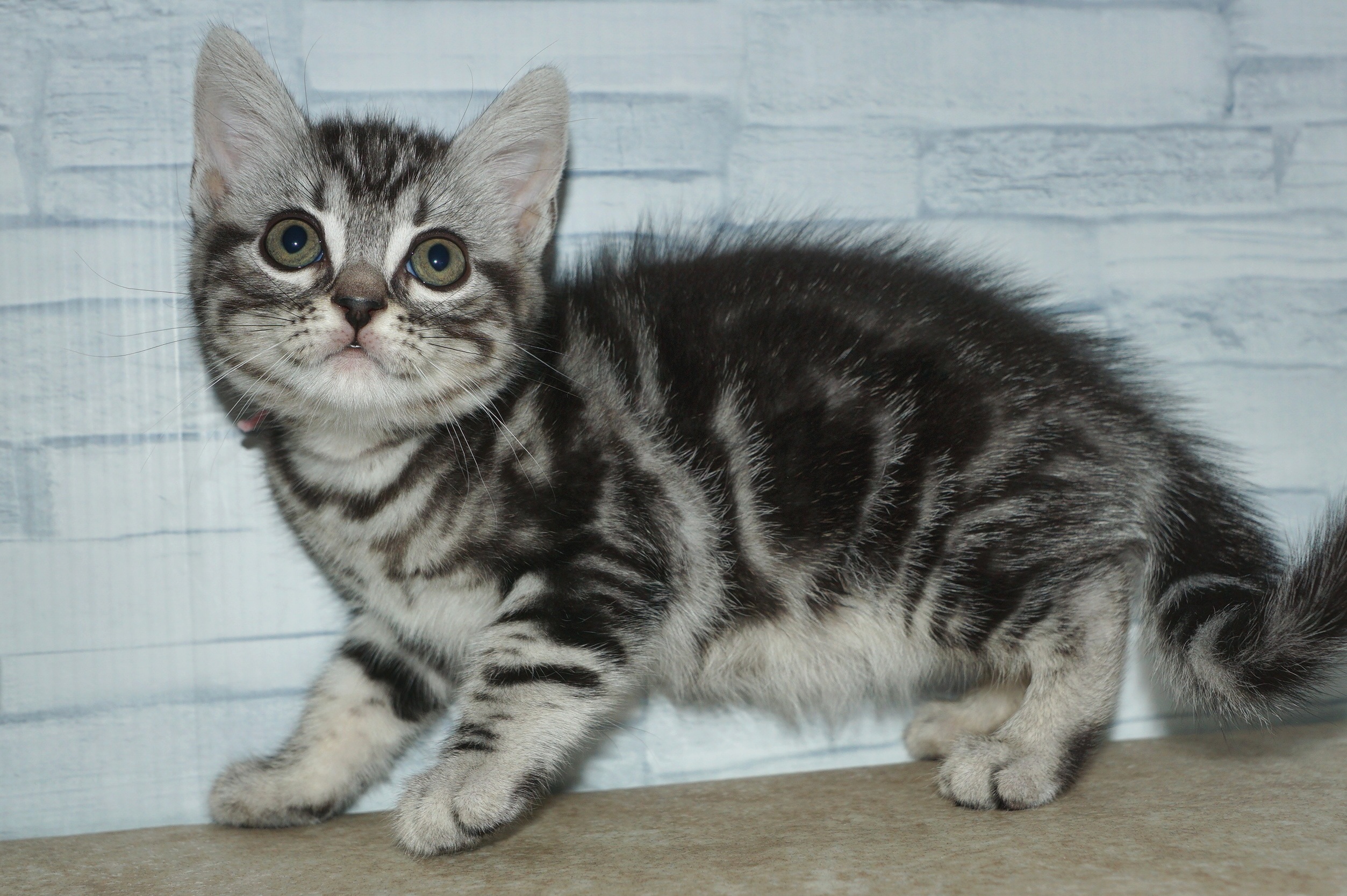 神奈川県のアメリカンショートヘアー (きくちペット湘南平塚店/2025年9月28日生まれ/女の子/シルバータビー)の子猫の2枚目の画像