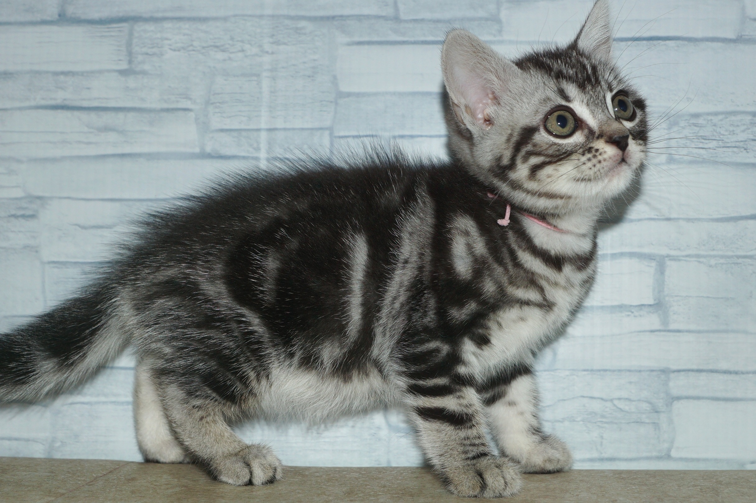 神奈川県のアメリカンショートヘアー (きくちペット湘南平塚店/2025年9月28日生まれ/女の子/シルバータビー)の子猫の3枚目の画像