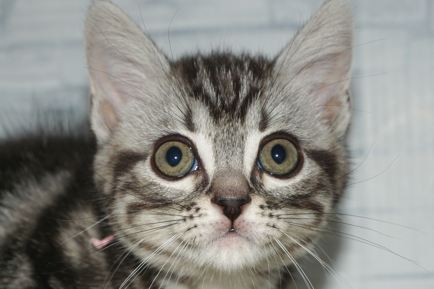 神奈川県のアメリカンショートヘアー (きくちペット湘南平塚店/2025年9月28日生まれ/女の子/シルバータビー)の子猫の1枚目の画像