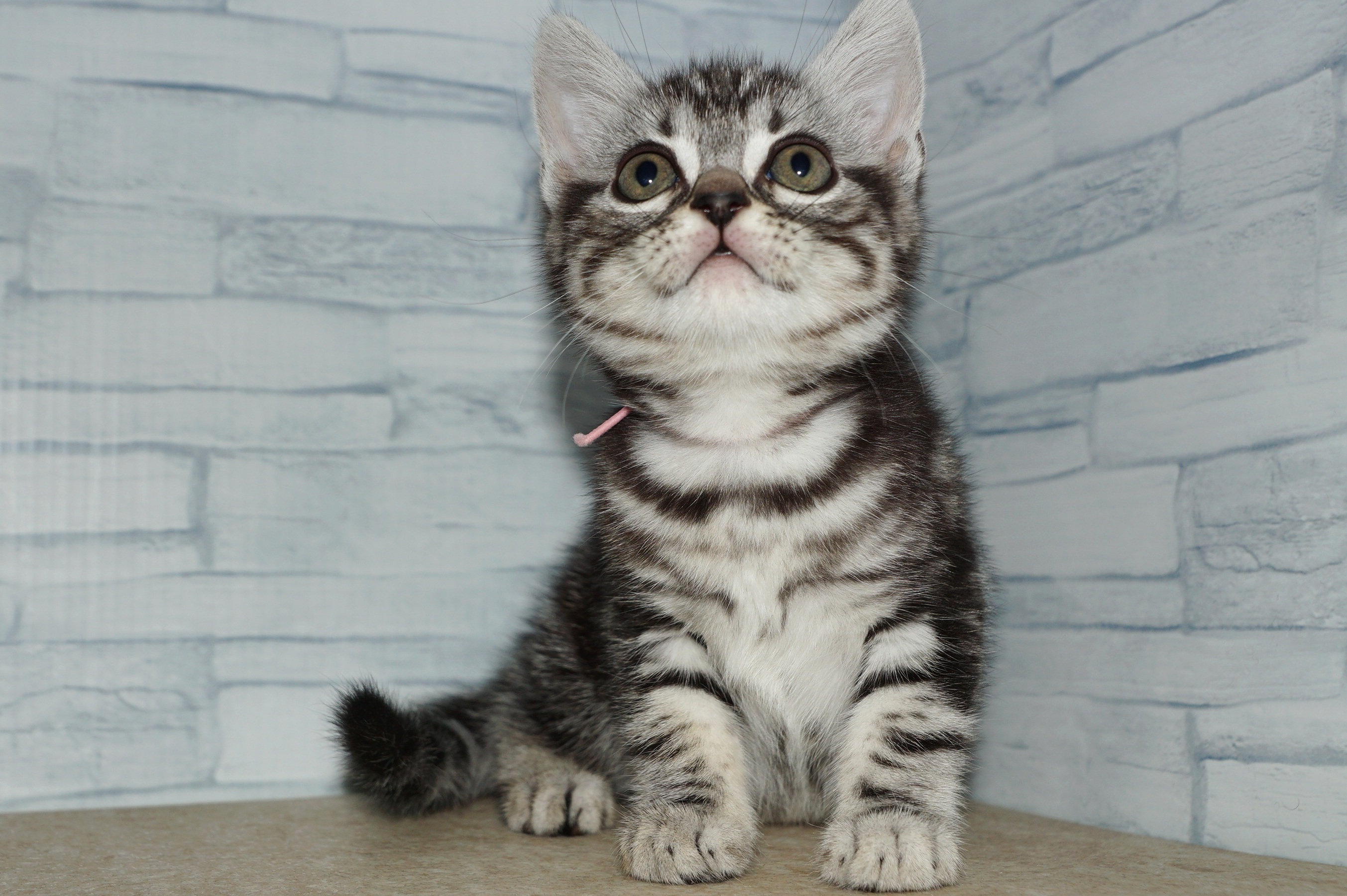 神奈川県のアメリカンショートヘアー (きくちペット湘南平塚店/2025年9月28日生まれ/女の子/シルバータビー)の子猫の4枚目の画像