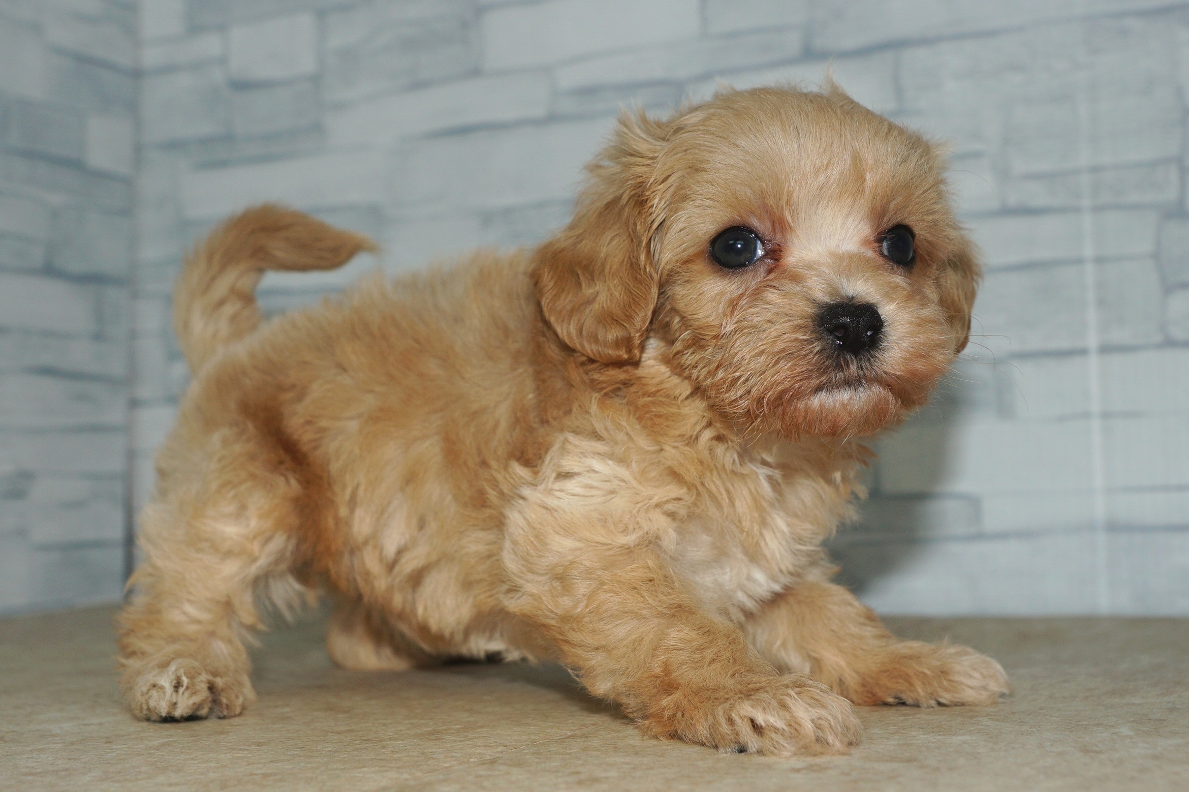 神奈川県のマルプー(マルチーズ×プードル) (きくちペット湘南平塚店/2025年9月25日生まれ/女の子/アプリコット)の子犬の3枚目の画像