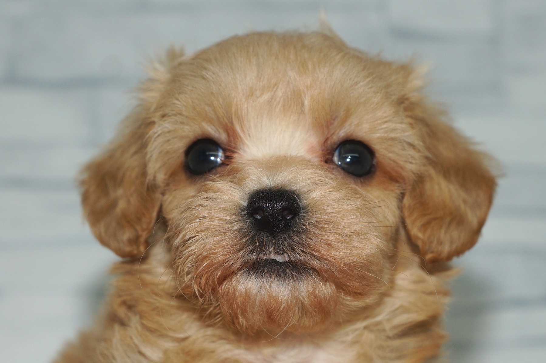 神奈川県のマルプー(マルチーズ×プードル) (きくちペット湘南平塚店/2025年9月25日生まれ/女の子/アプリコット)の子犬の1枚目の画像