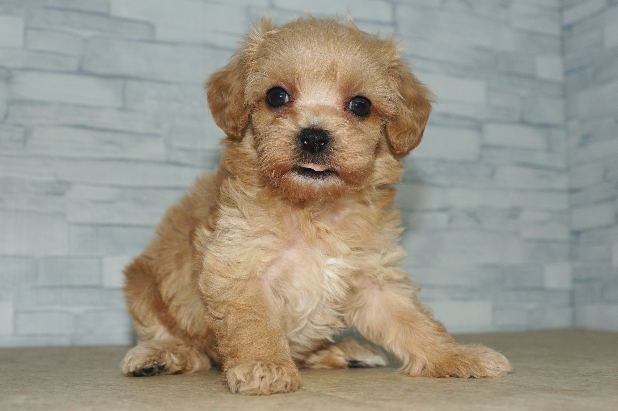 神奈川県のマルプー(マルチーズ×プードル) (きくちペット湘南平塚店/2025年9月25日生まれ/女の子/アプリコット)の子犬の2枚目の画像