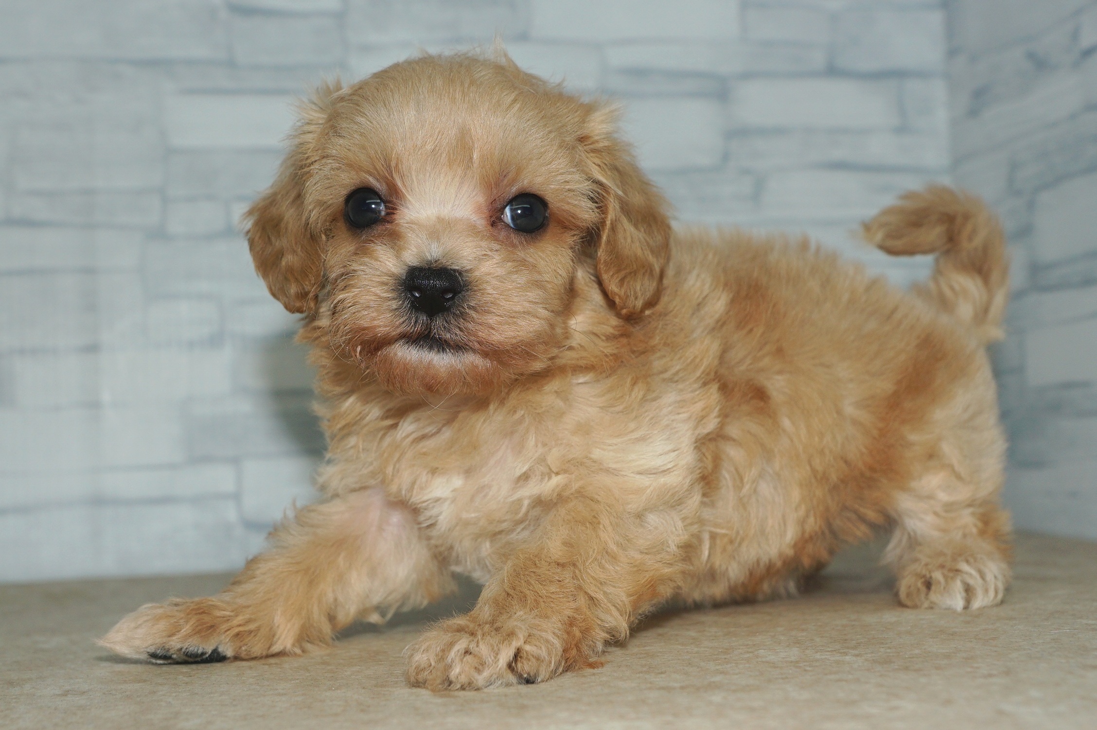 神奈川県のマルプー(マルチーズ×プードル) (きくちペット湘南平塚店/2025年9月25日生まれ/女の子/アプリコット)の子犬の4枚目の画像