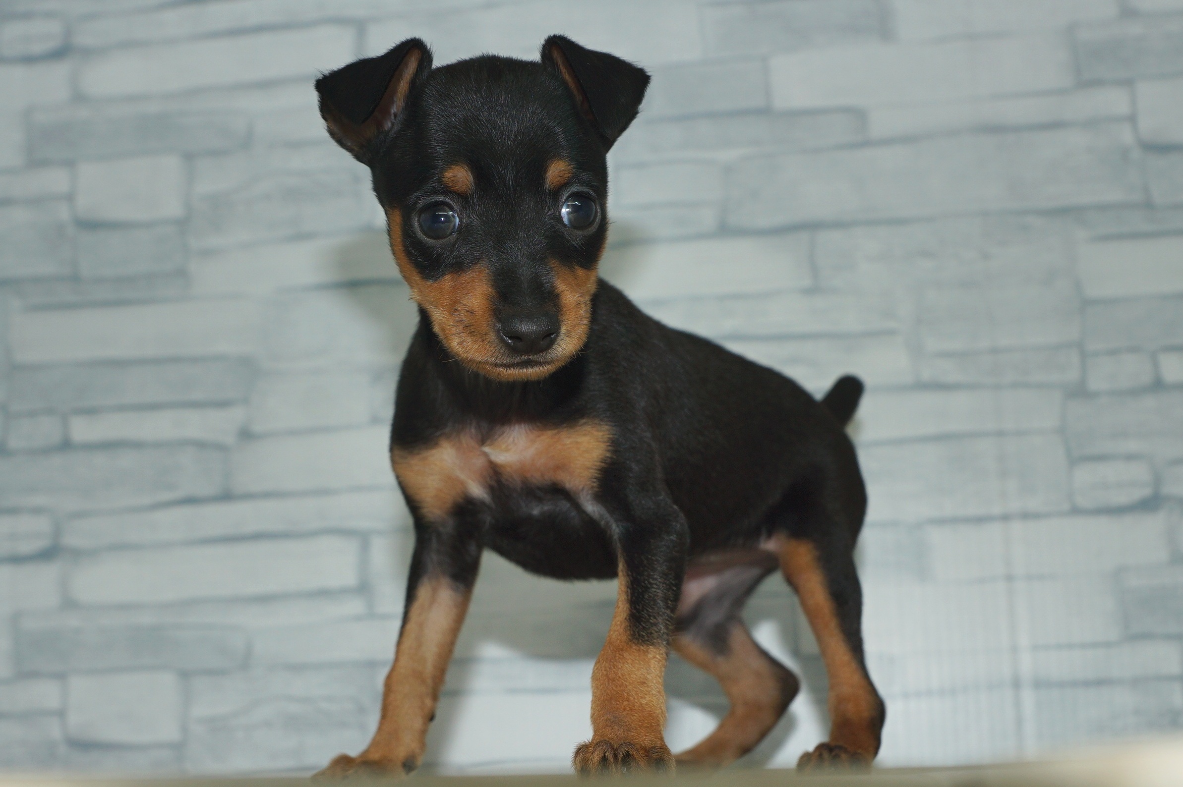 神奈川県のミニチュアピンシャー (きくちペット湘南平塚店/2025年9月27日生まれ/女の子/ブラックタン)の子犬の3枚目の画像