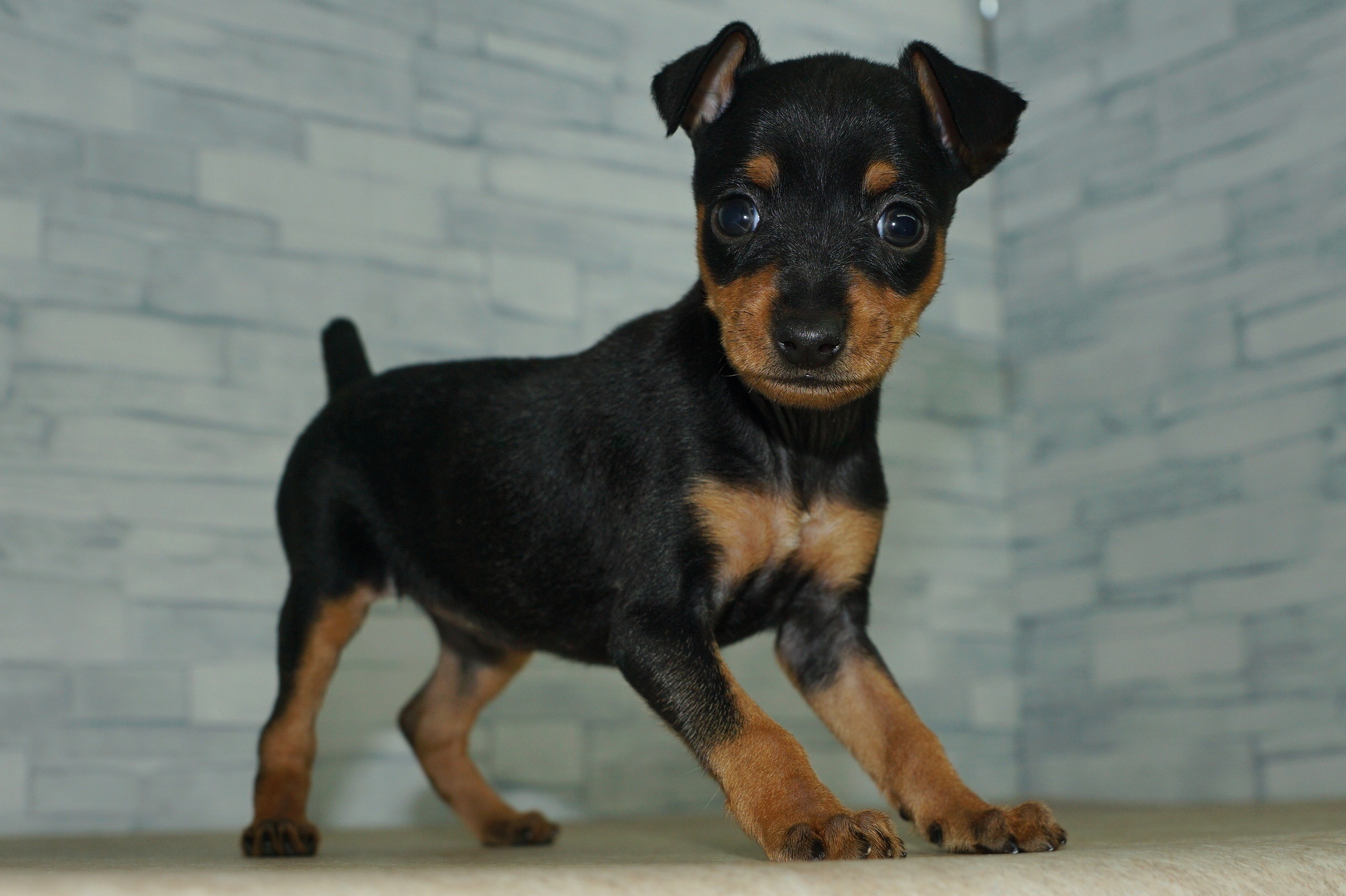 神奈川県のミニチュアピンシャー (きくちペット湘南平塚店/2025年9月27日生まれ/女の子/ブラックタン)の子犬の4枚目の画像