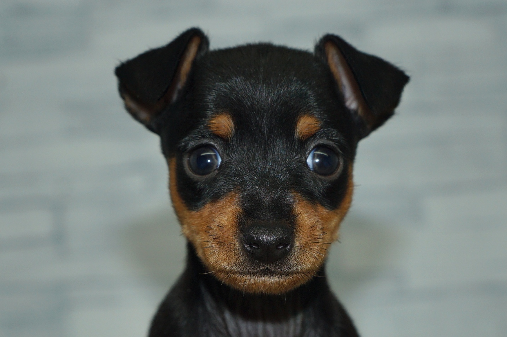 神奈川県のミニチュアピンシャー (きくちペット湘南平塚店/2025年9月27日生まれ/女の子/ブラックタン)の子犬の1枚目の画像