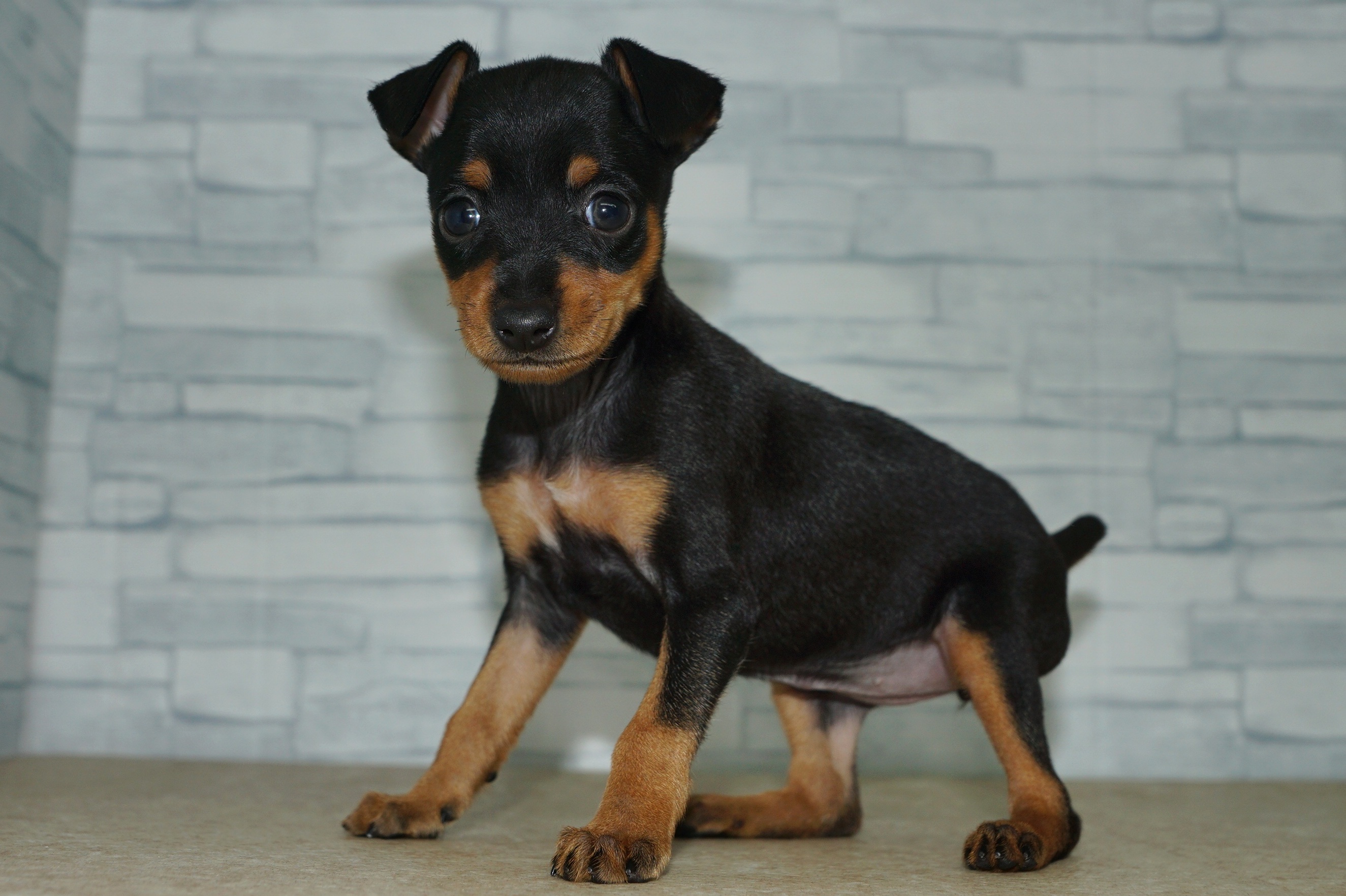 神奈川県のミニチュアピンシャー (きくちペット湘南平塚店/2025年9月27日生まれ/女の子/ブラックタン)の子犬の2枚目の画像