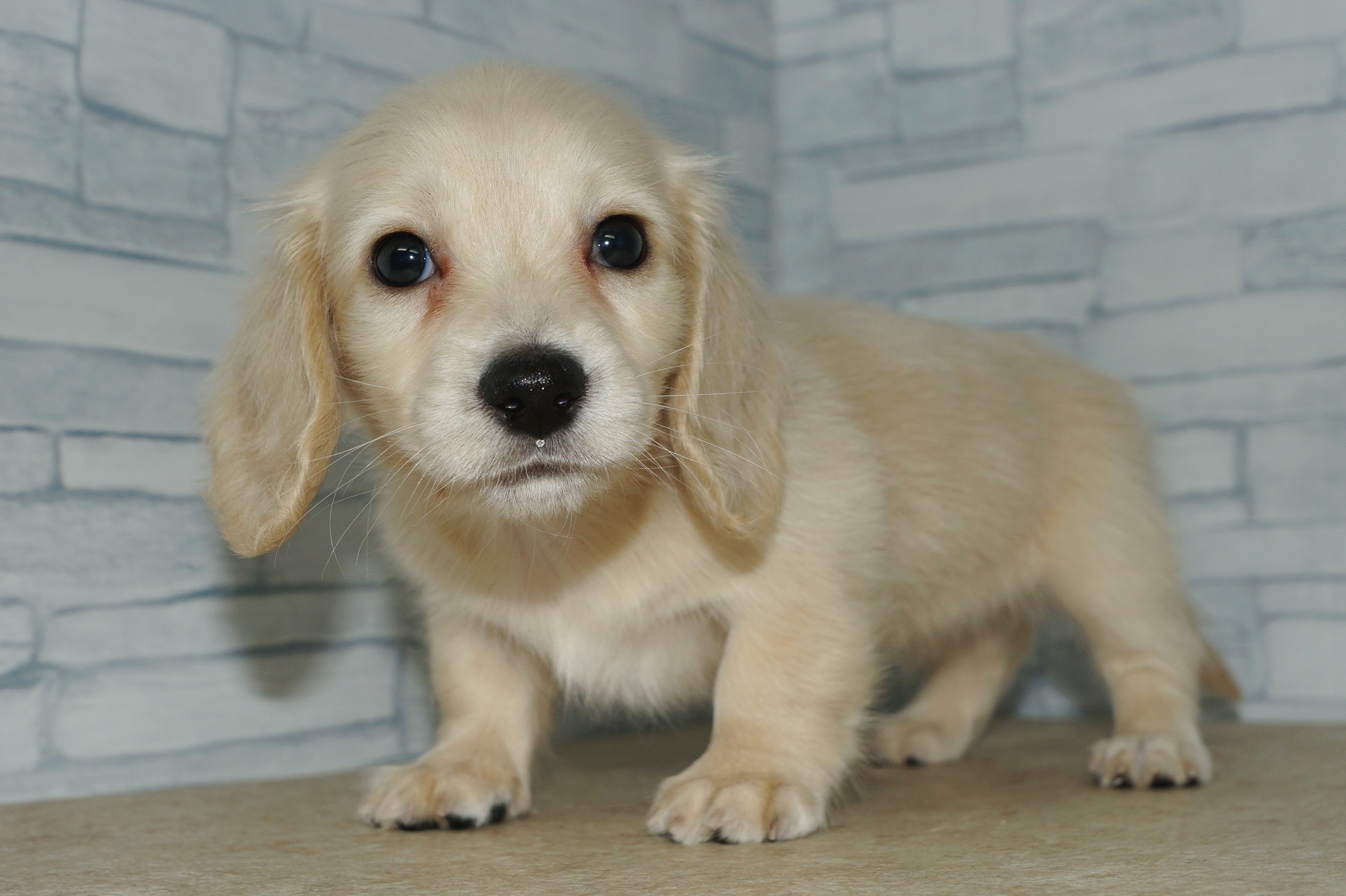 神奈川県のミニチュアダックスフンド(ロング) (きくちペット湘南平塚店/2025年9月26日生まれ/女の子/イエロー)の子犬の4枚目の画像