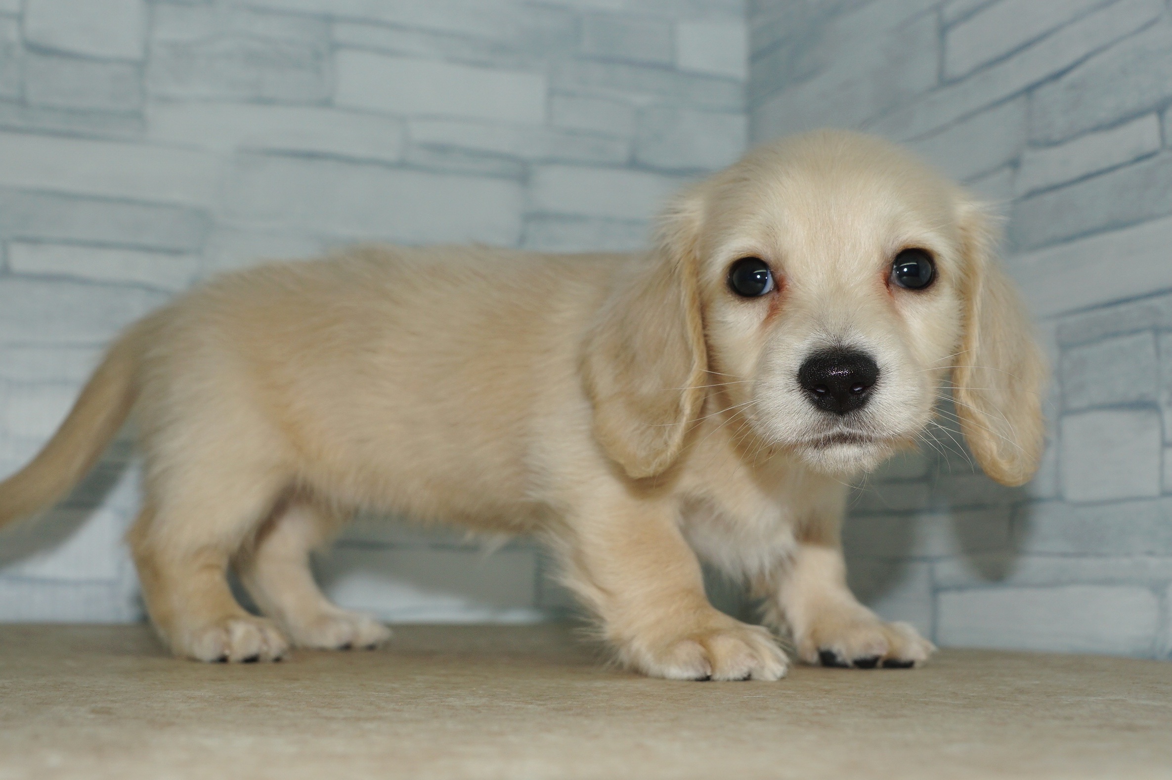 神奈川県のミニチュアダックスフンド(ロング) (きくちペット湘南平塚店/2025年9月26日生まれ/女の子/イエロー)の子犬の2枚目の画像