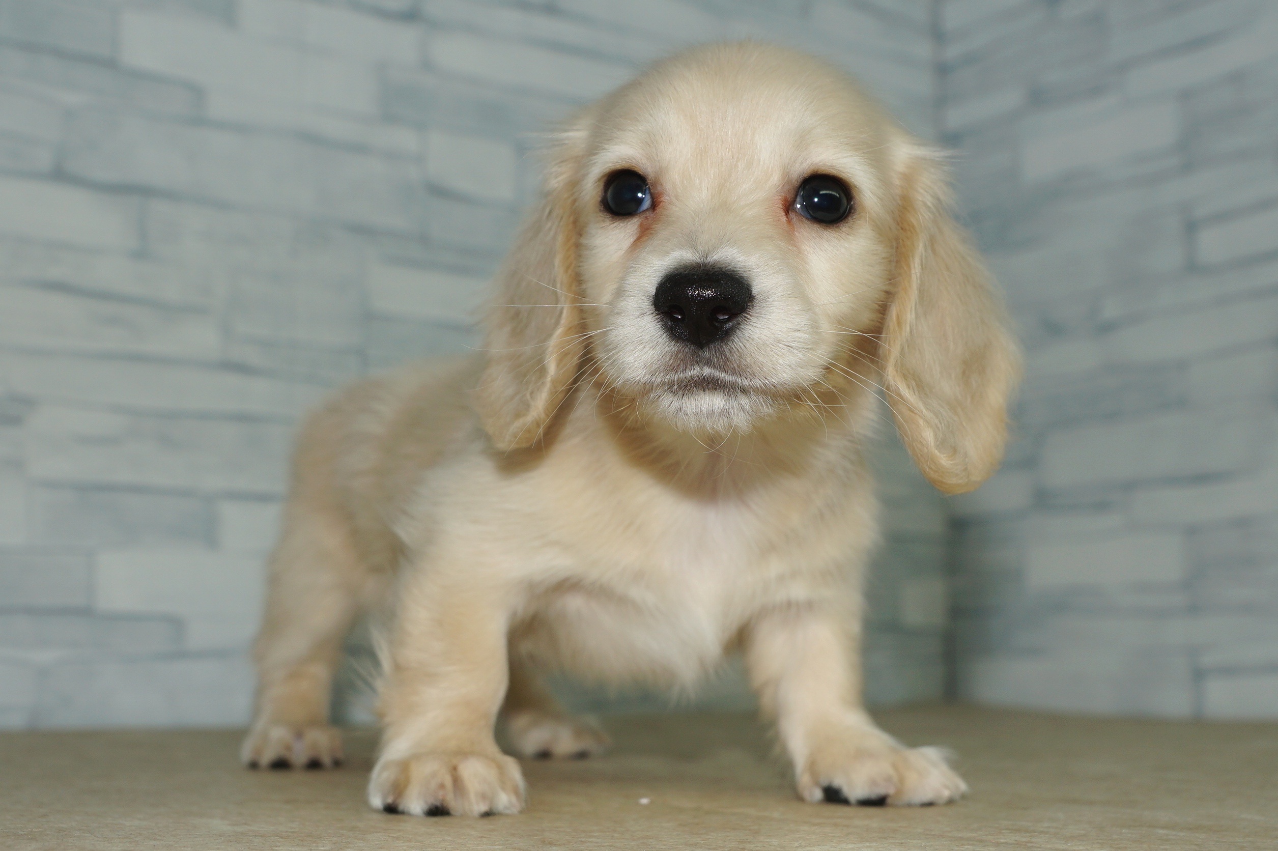 神奈川県のミニチュアダックスフンド(ロング) (きくちペット湘南平塚店/2025年9月26日生まれ/女の子/イエロー)の子犬の3枚目の画像