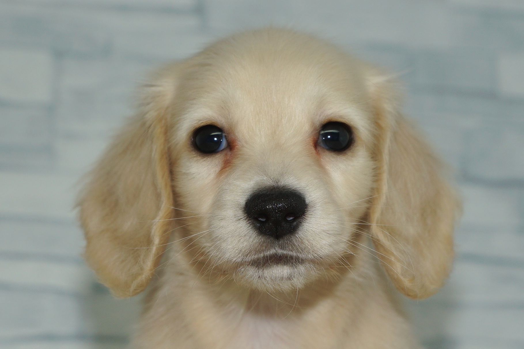 神奈川県のミニチュアダックスフンド(ロング) (きくちペット湘南平塚店/2025年9月26日生まれ/女の子/イエロー)の子犬の1枚目の画像