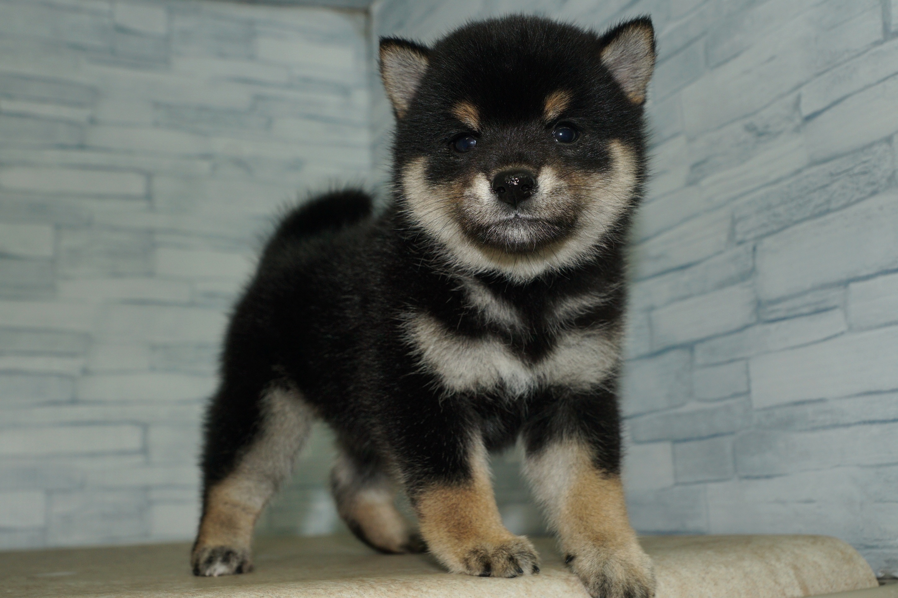 神奈川県の柴犬(標準サイズ) (きくちペット湘南平塚店/2025年9月26日生まれ/女の子/黒)の子犬の2枚目の画像