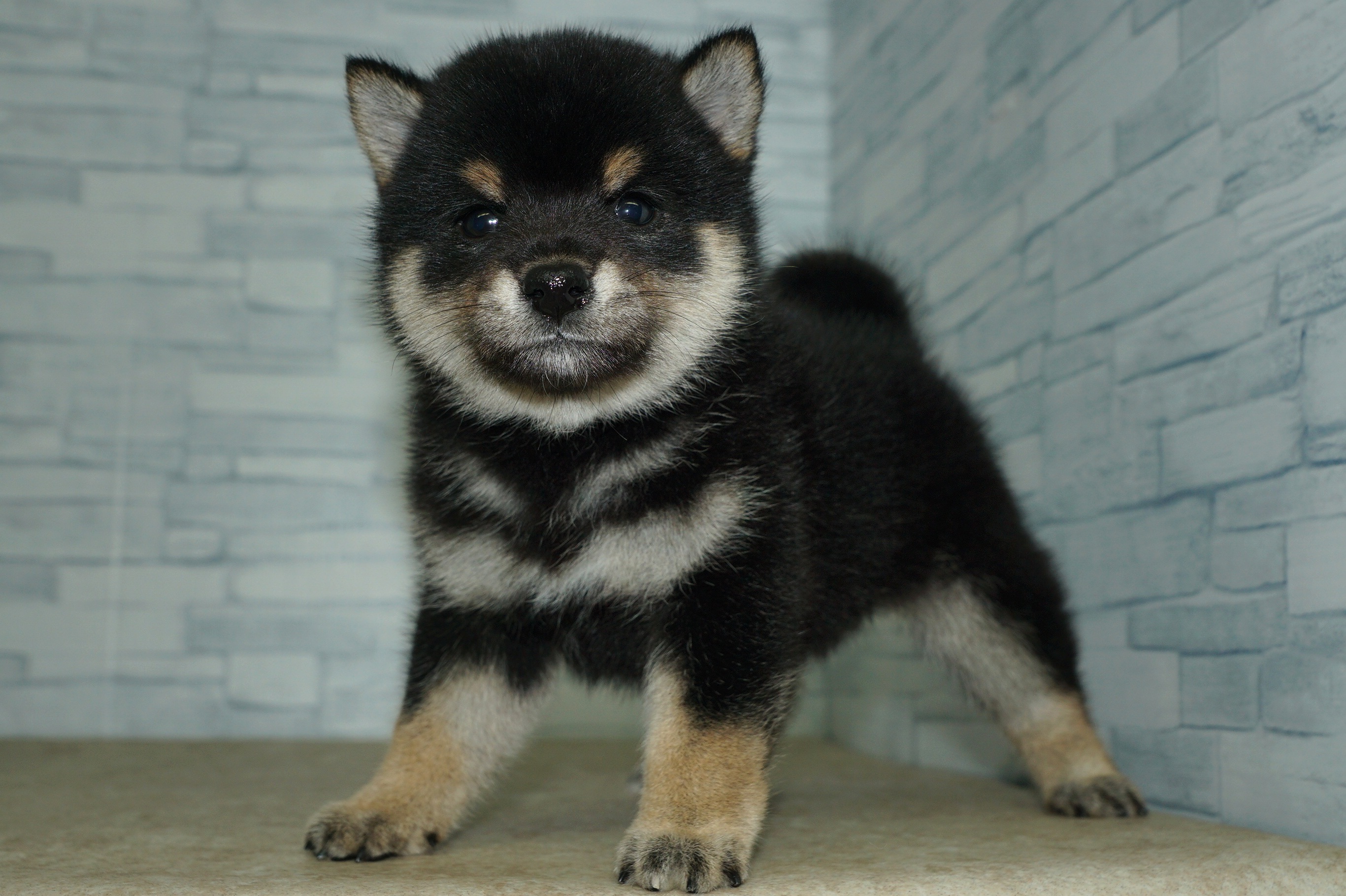 神奈川県の柴犬(標準サイズ) (きくちペット湘南平塚店/2025年9月26日生まれ/女の子/黒)の子犬の4枚目の画像