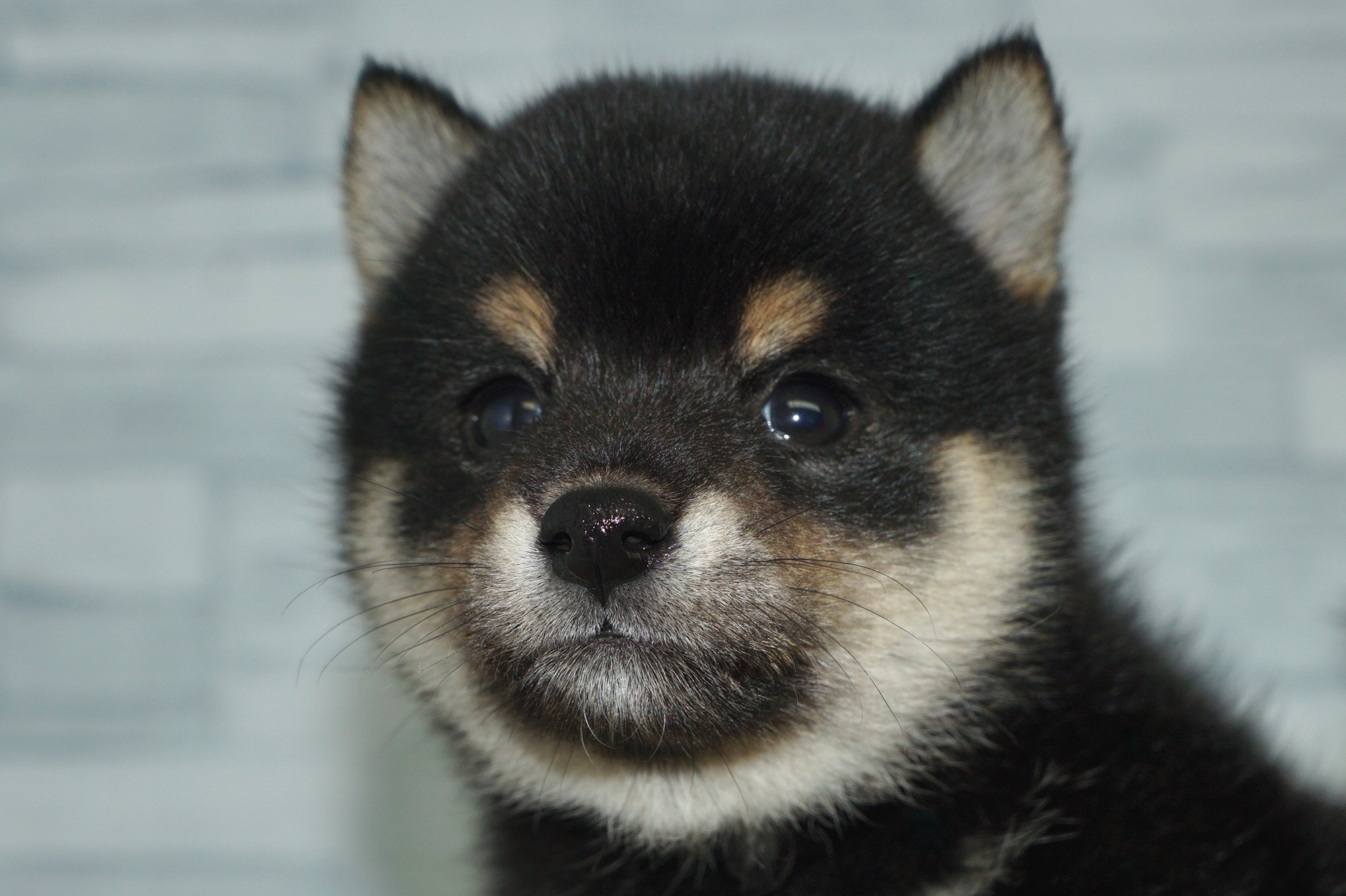 神奈川県の柴犬(標準サイズ) (きくちペット湘南平塚店/2025年9月26日生まれ/女の子/黒)の子犬の1枚目の画像