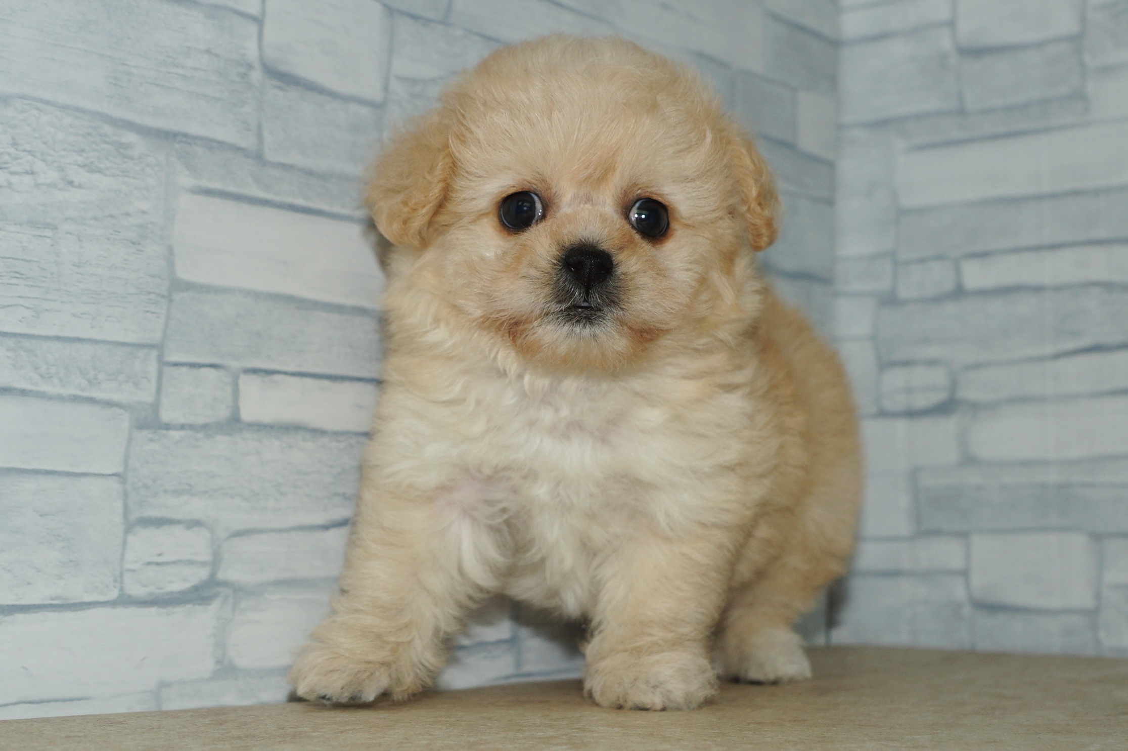 神奈川県のペキプー(ペキニーズ×プードル) (きくちペット湘南平塚店/2025年9月27日生まれ/女の子/アプリコット)の子犬の2枚目の画像