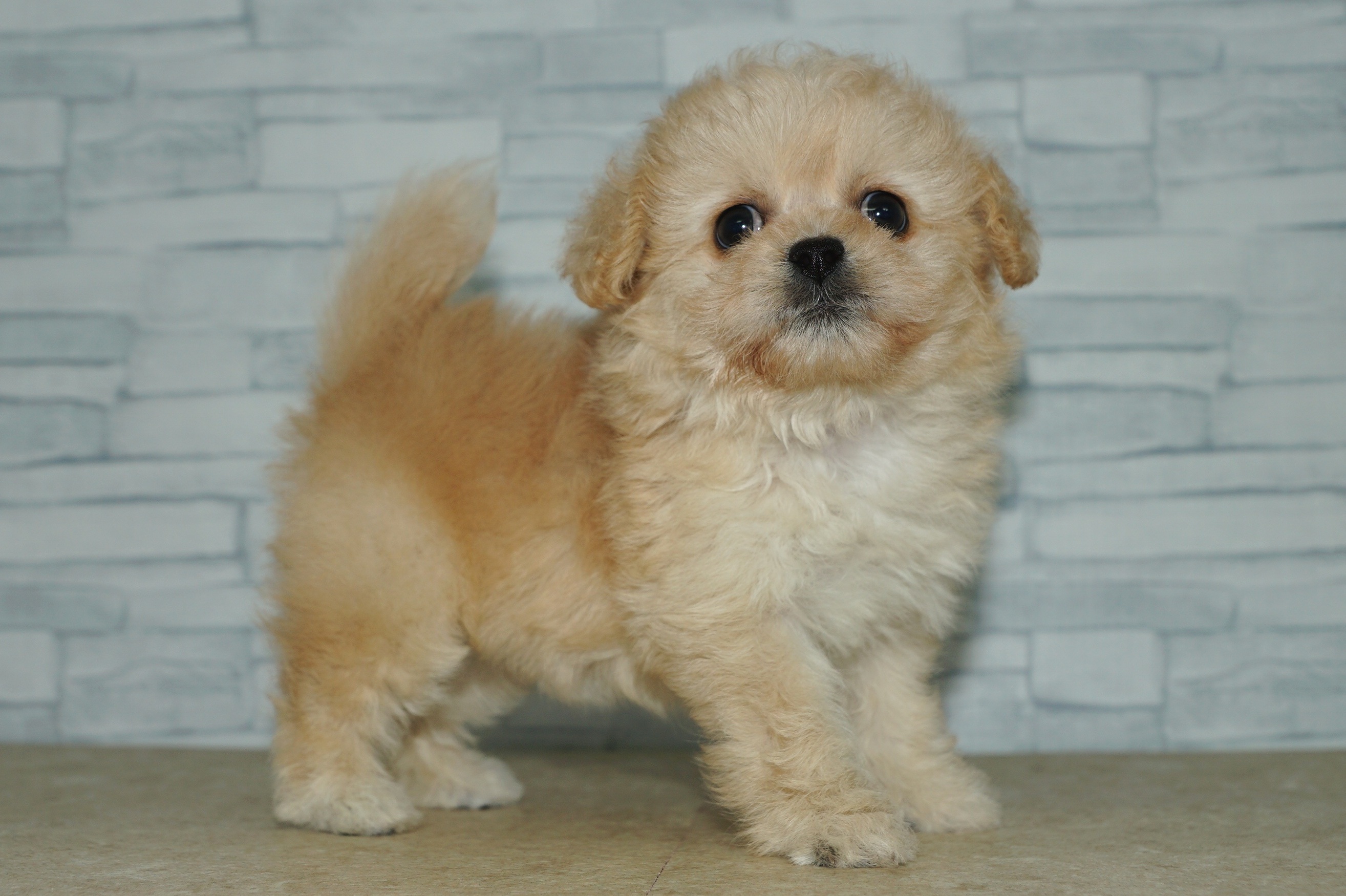 神奈川県のペキプー(ペキニーズ×プードル) (きくちペット湘南平塚店/2025年9月27日生まれ/女の子/アプリコット)の子犬の3枚目の画像